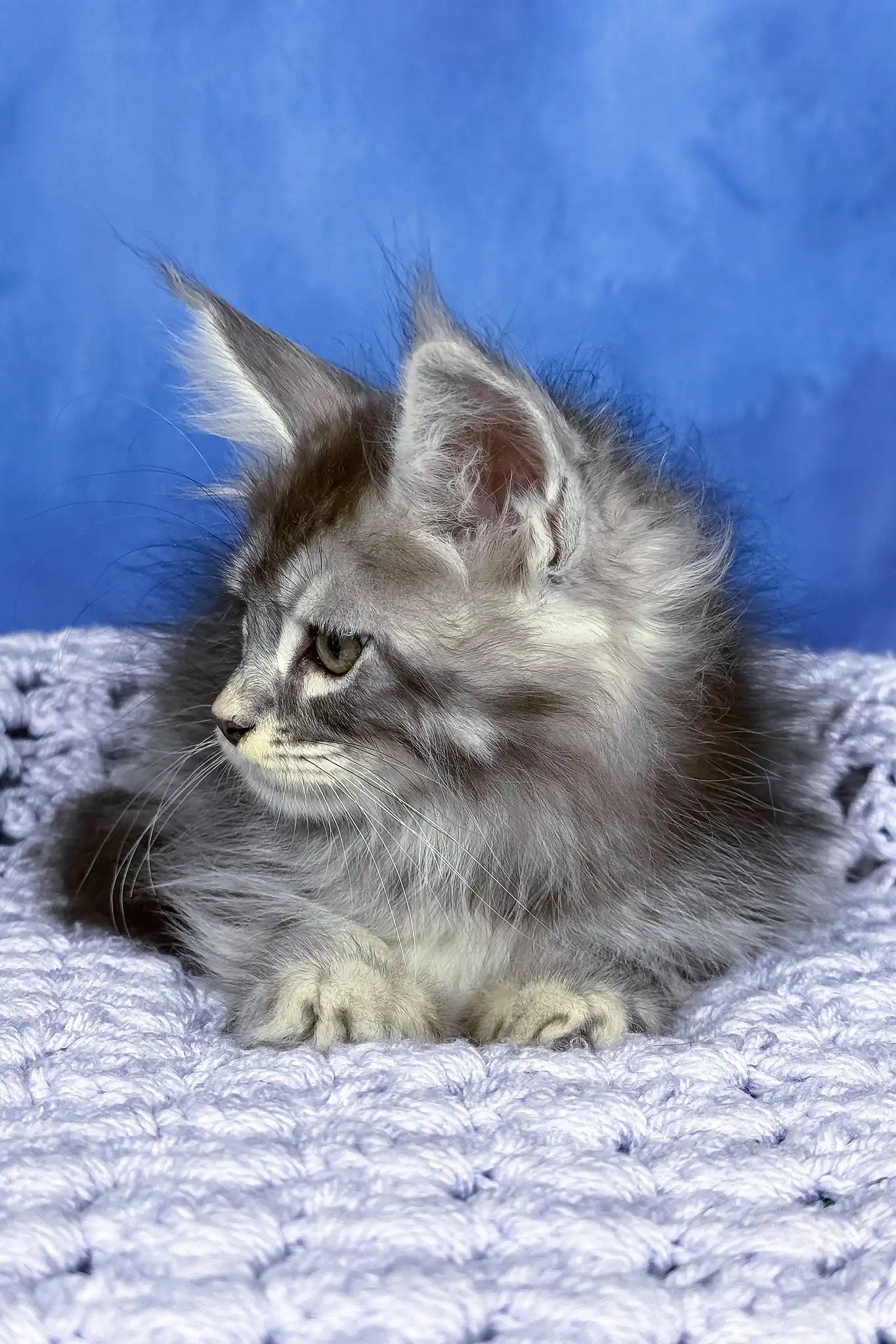 Pixel | Maine Coon Kitten - Image 5