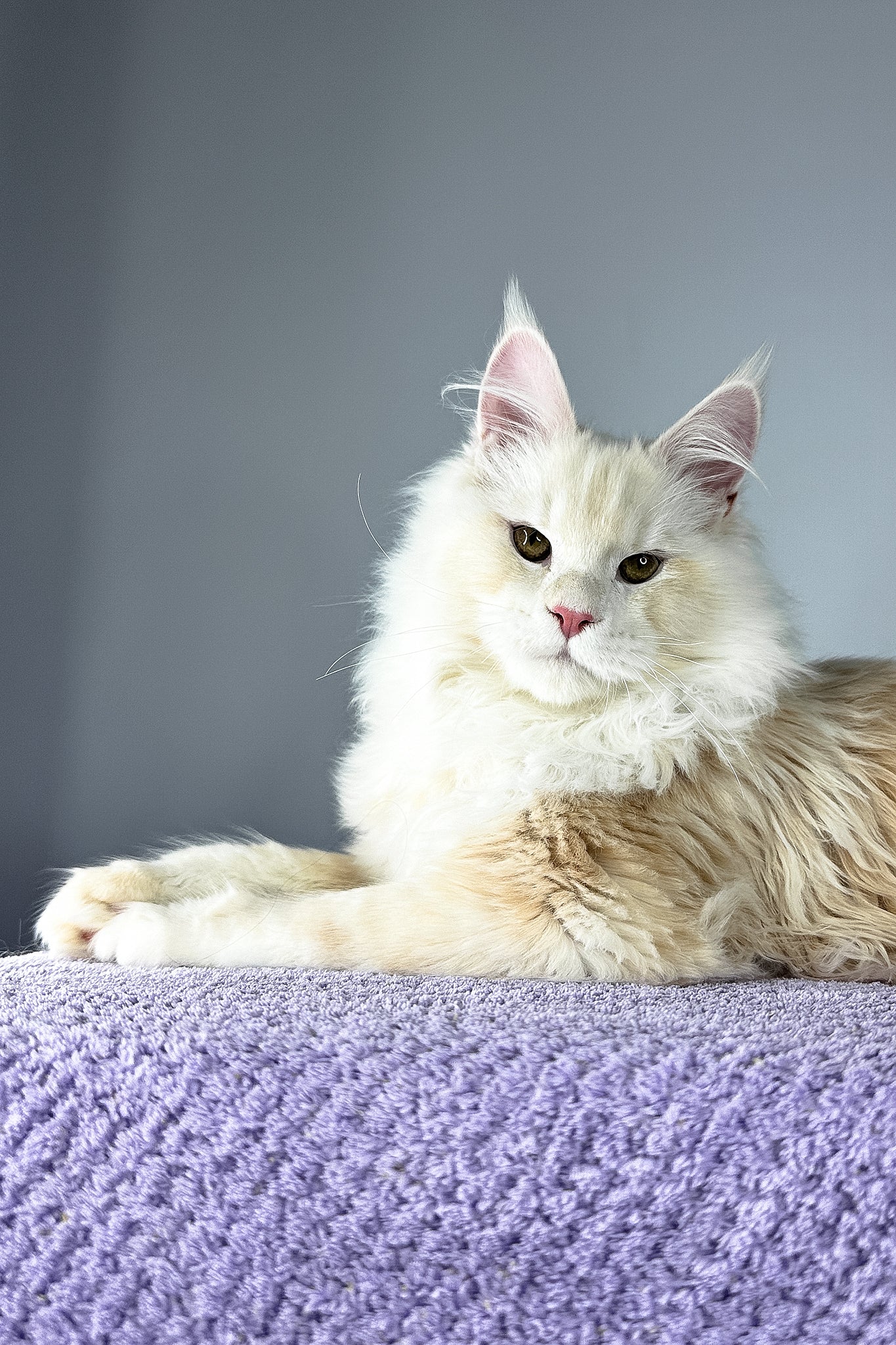 Plombir | Maine Coon Kitten - Image 2