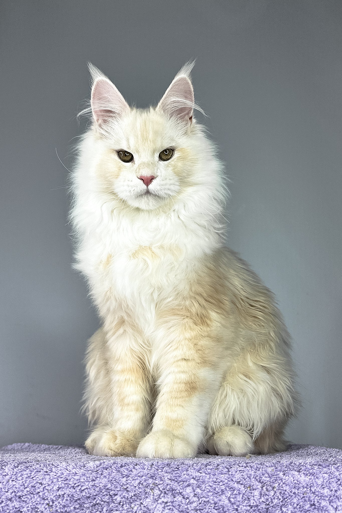 Plombir | Maine Coon Kitten - Image 6