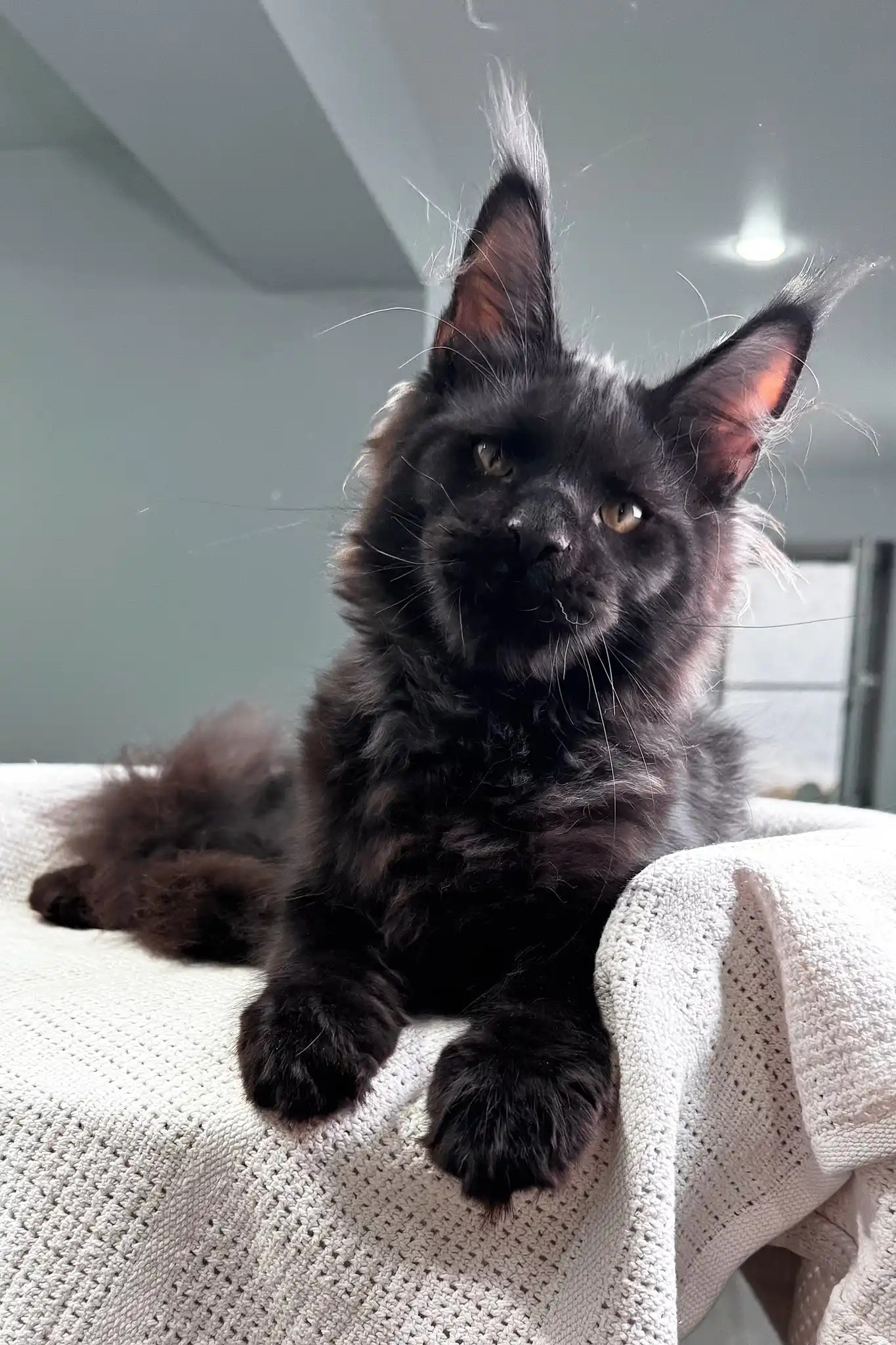 Poseidon | Maine Coon Kitten - Image 3