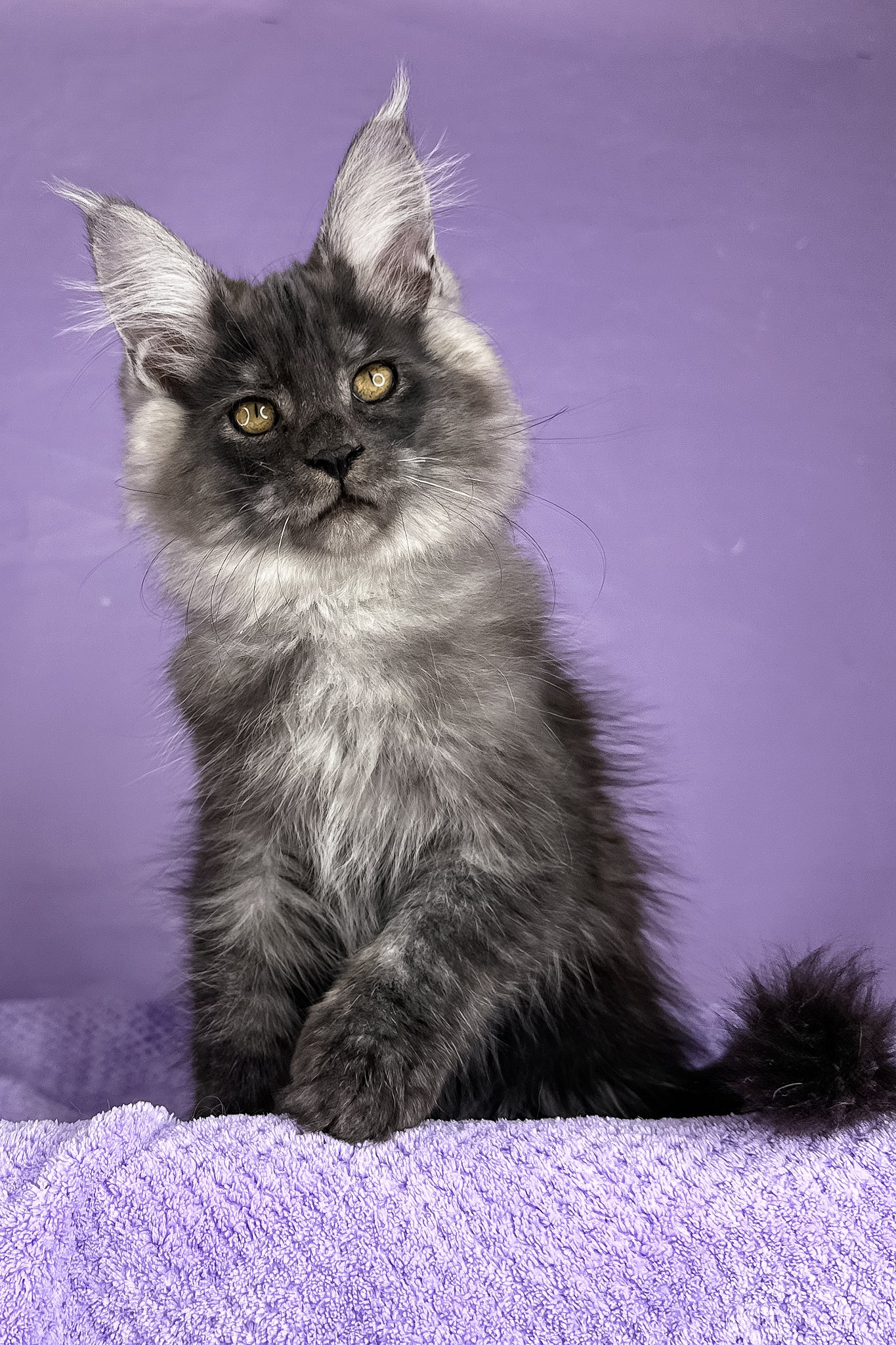 Prince | Maine Coon Kitten - Image 2