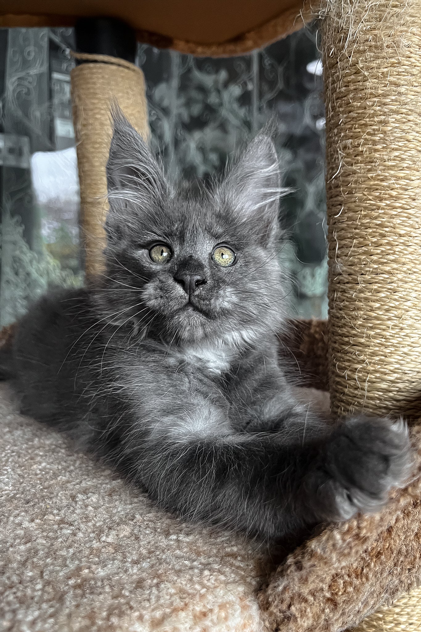 Prince | Maine Coon Kitten - Image 3