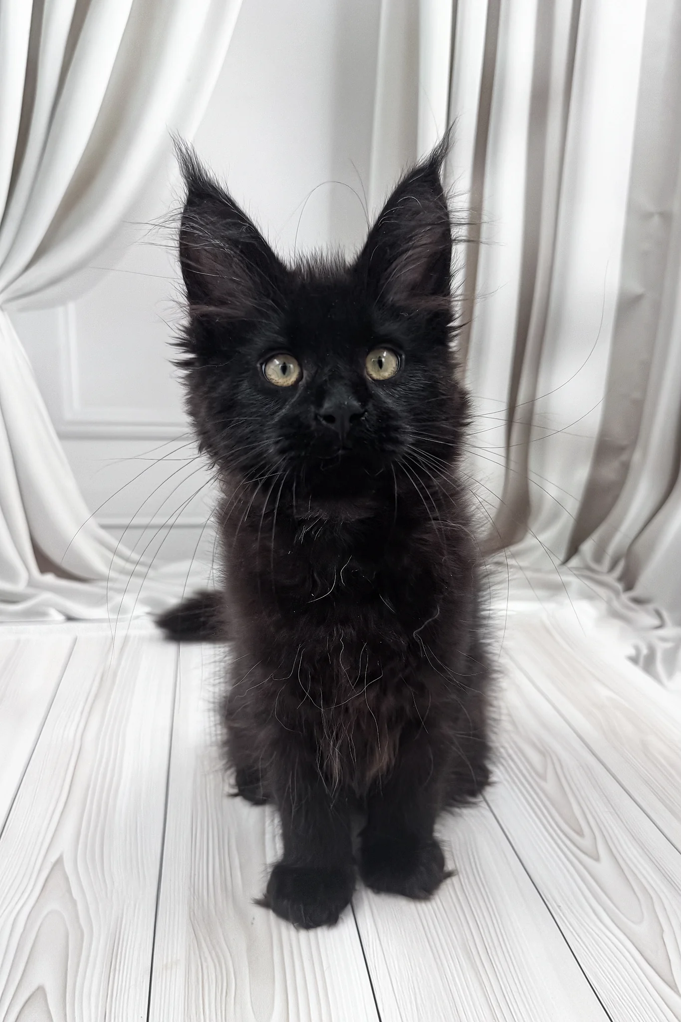 Prints | Maine Coon Kitten - Image 6