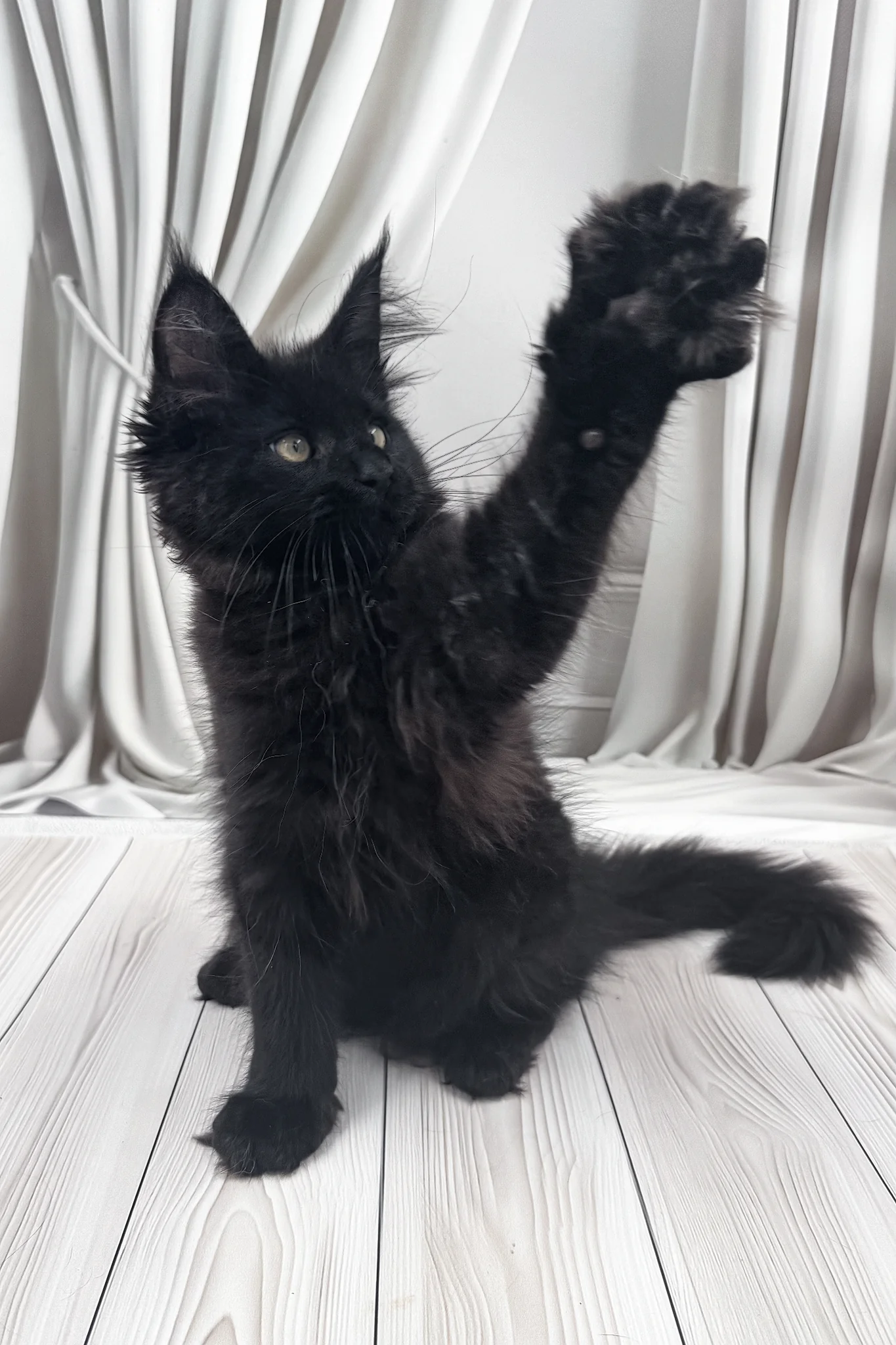 Prints | Maine Coon Kitten - Image 8