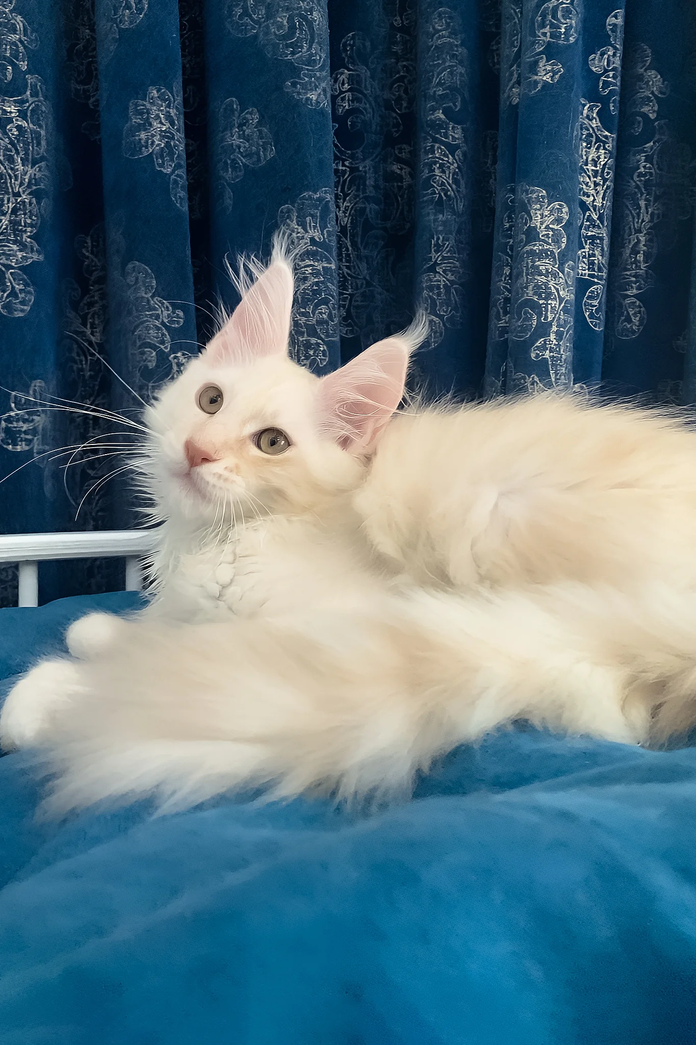 Pumpkin | Maine Coon Kitten - Image 3