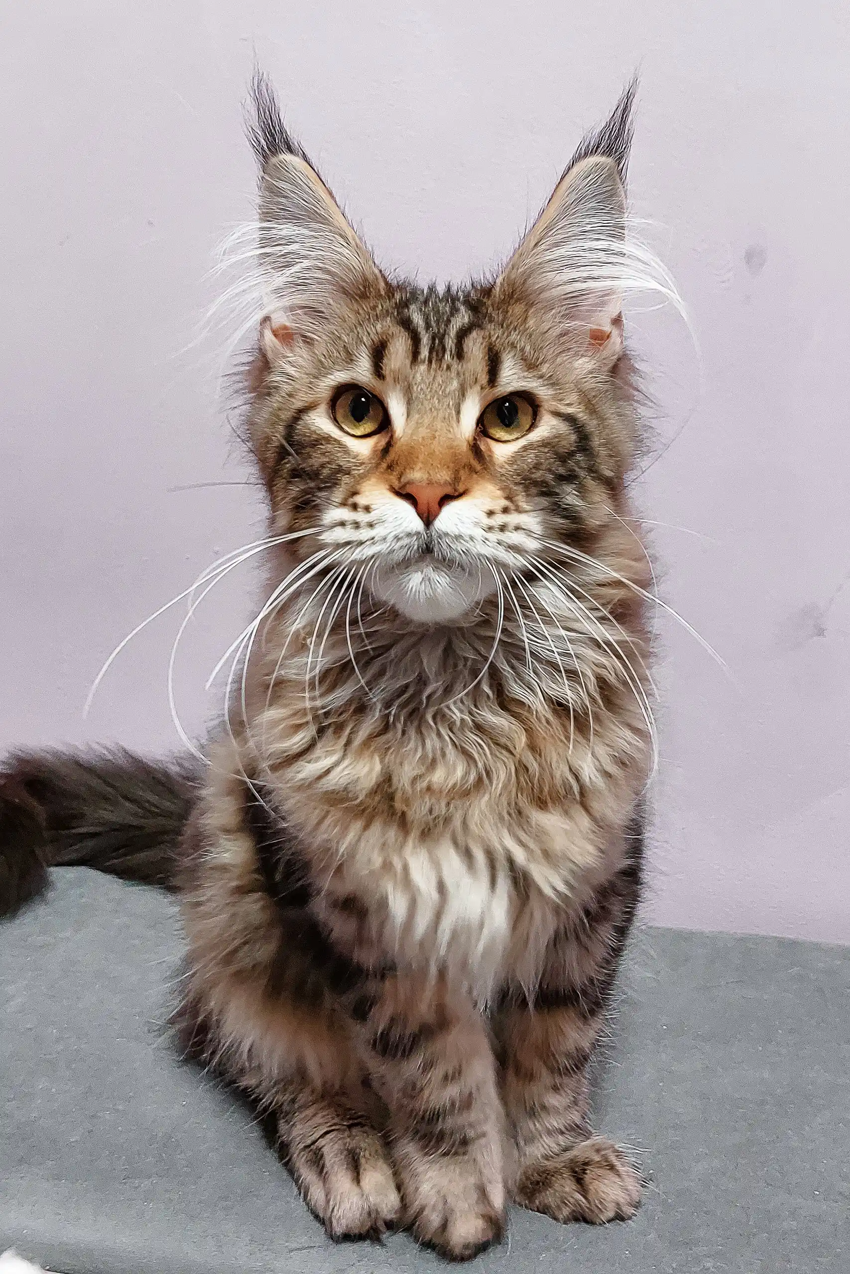 Qay | Maine Coon Kitten - Image 3