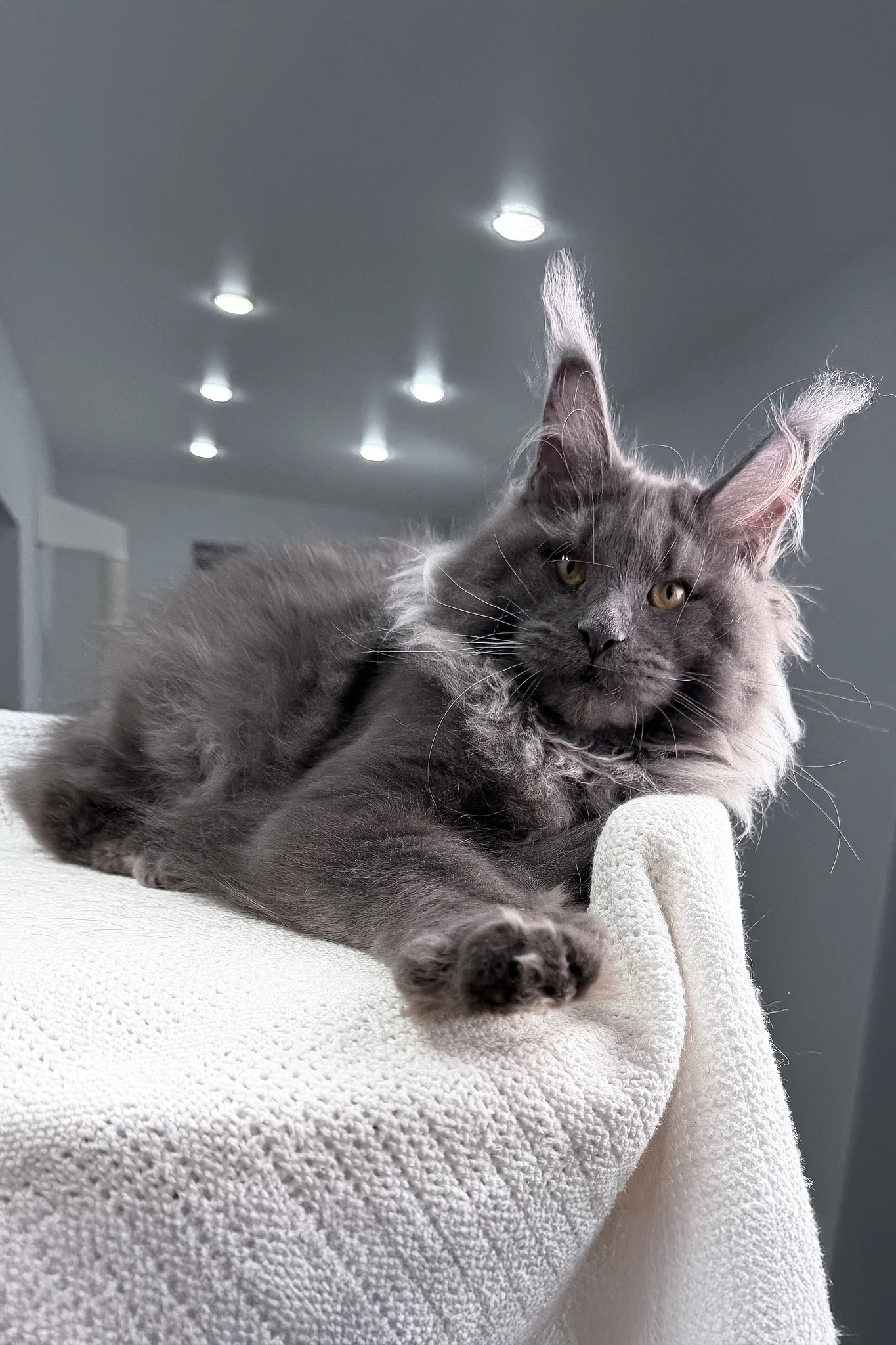 Qishon | Maine Coon Kitten - Image 2