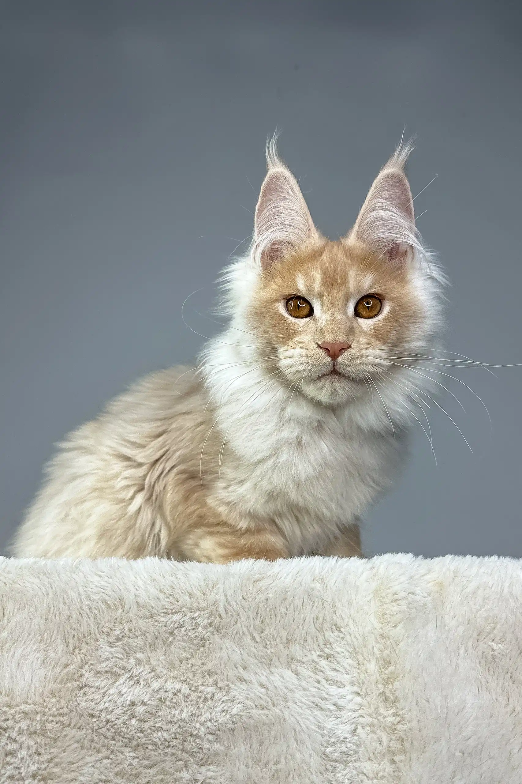 Quade | Maine Coon Kitten - Image 7