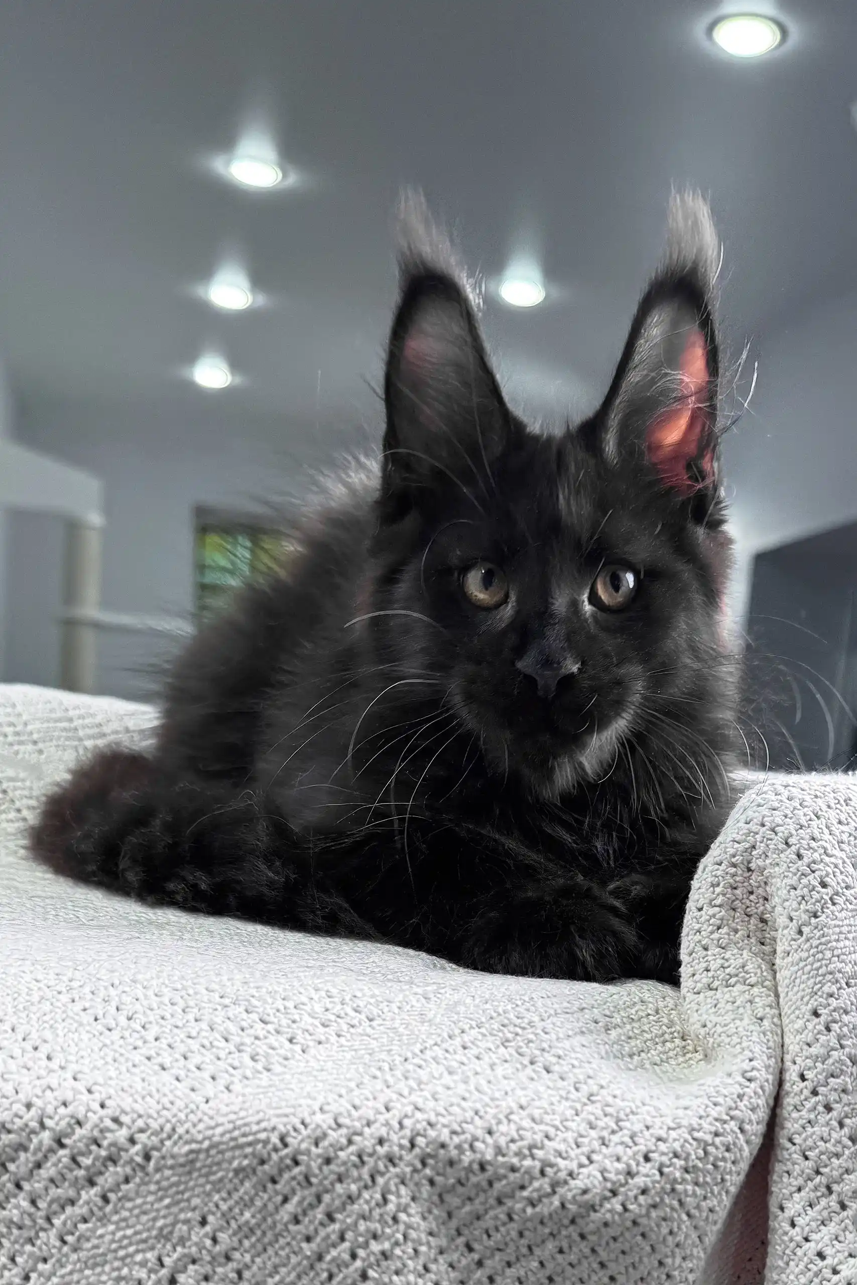 Quantum | Maine Coon Kitten - Image 2