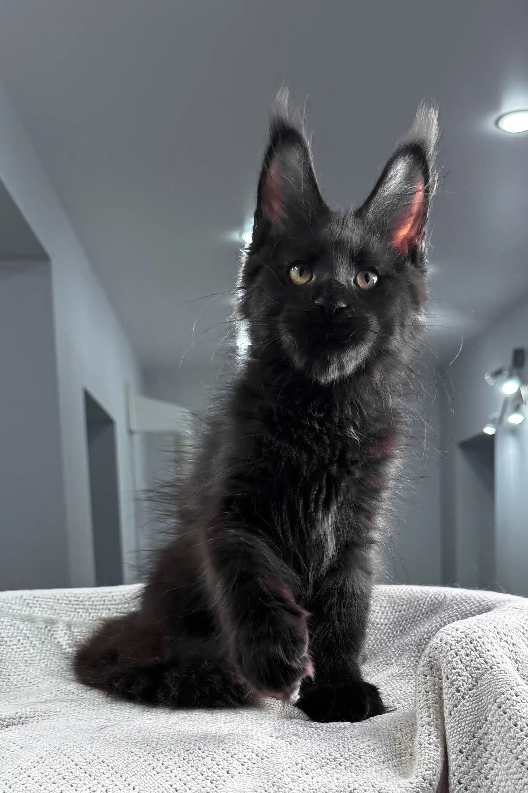 Quantum | Maine Coon Kitten - Image 6