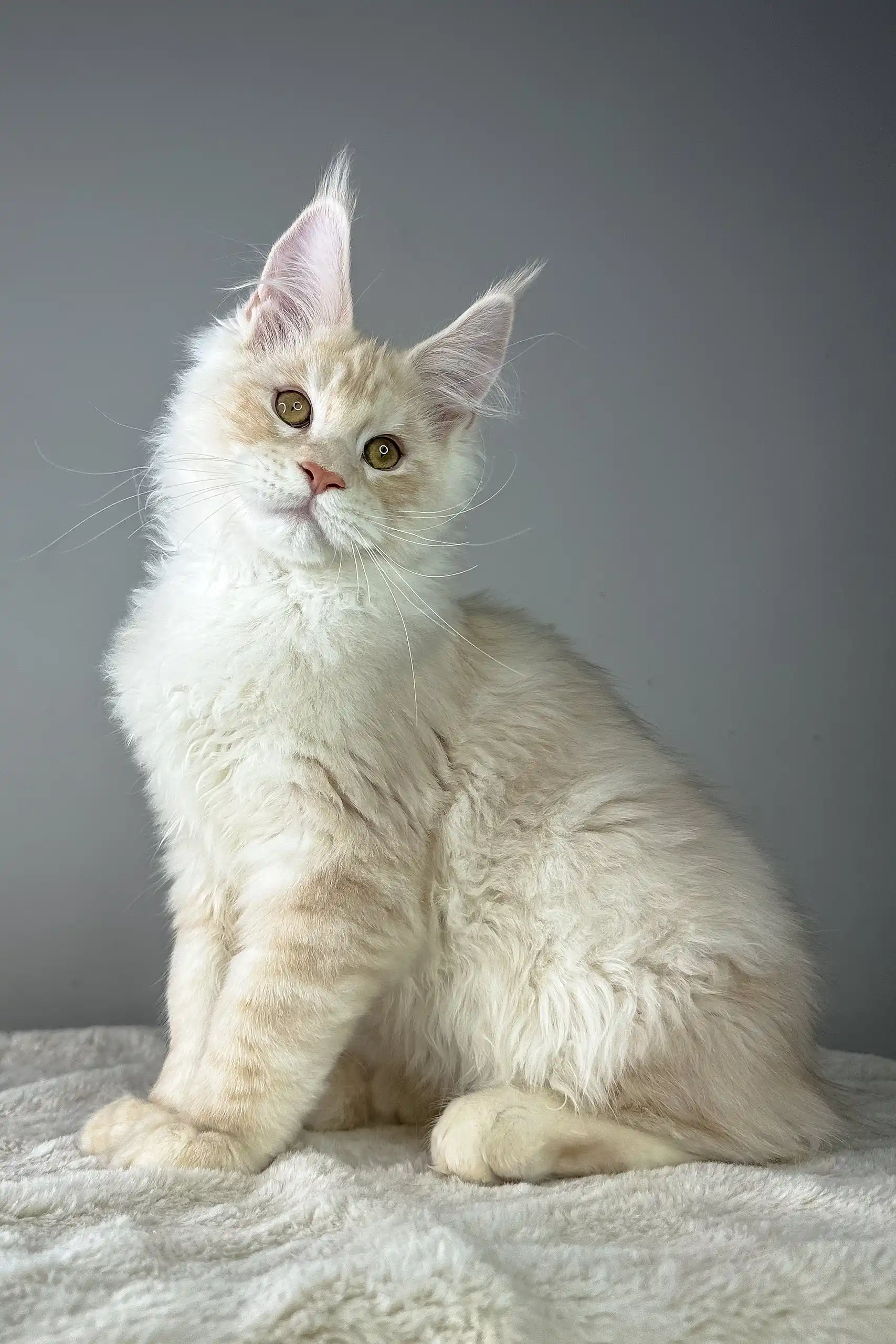 Quantum Leap | Maine Coon Kitten - Image 2
