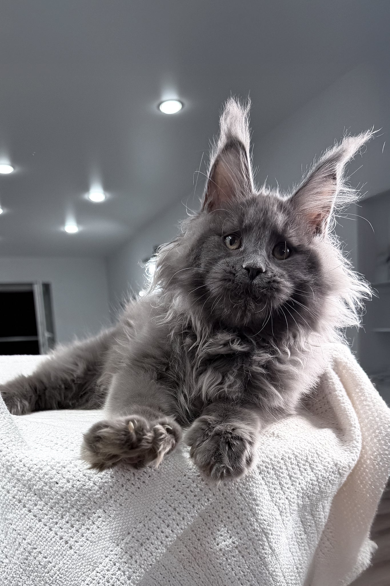 Quardo | Maine Coon Kitten - Image 6