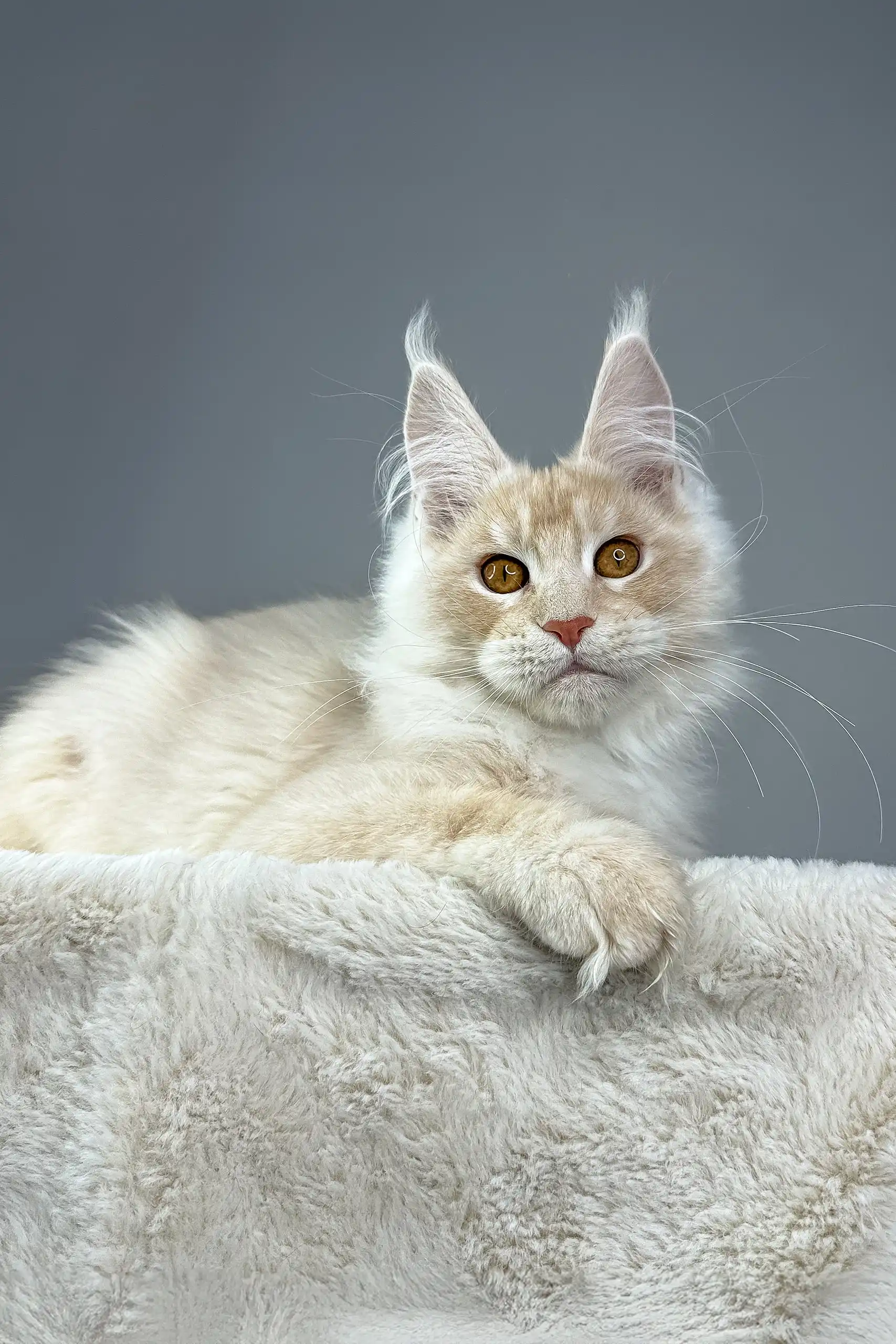 Quest | Maine Coon Kitten - Image 5