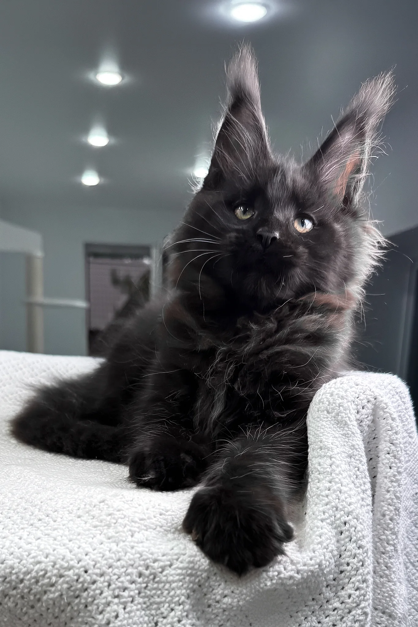 Questro | Maine Coon Kitten - Image 10
