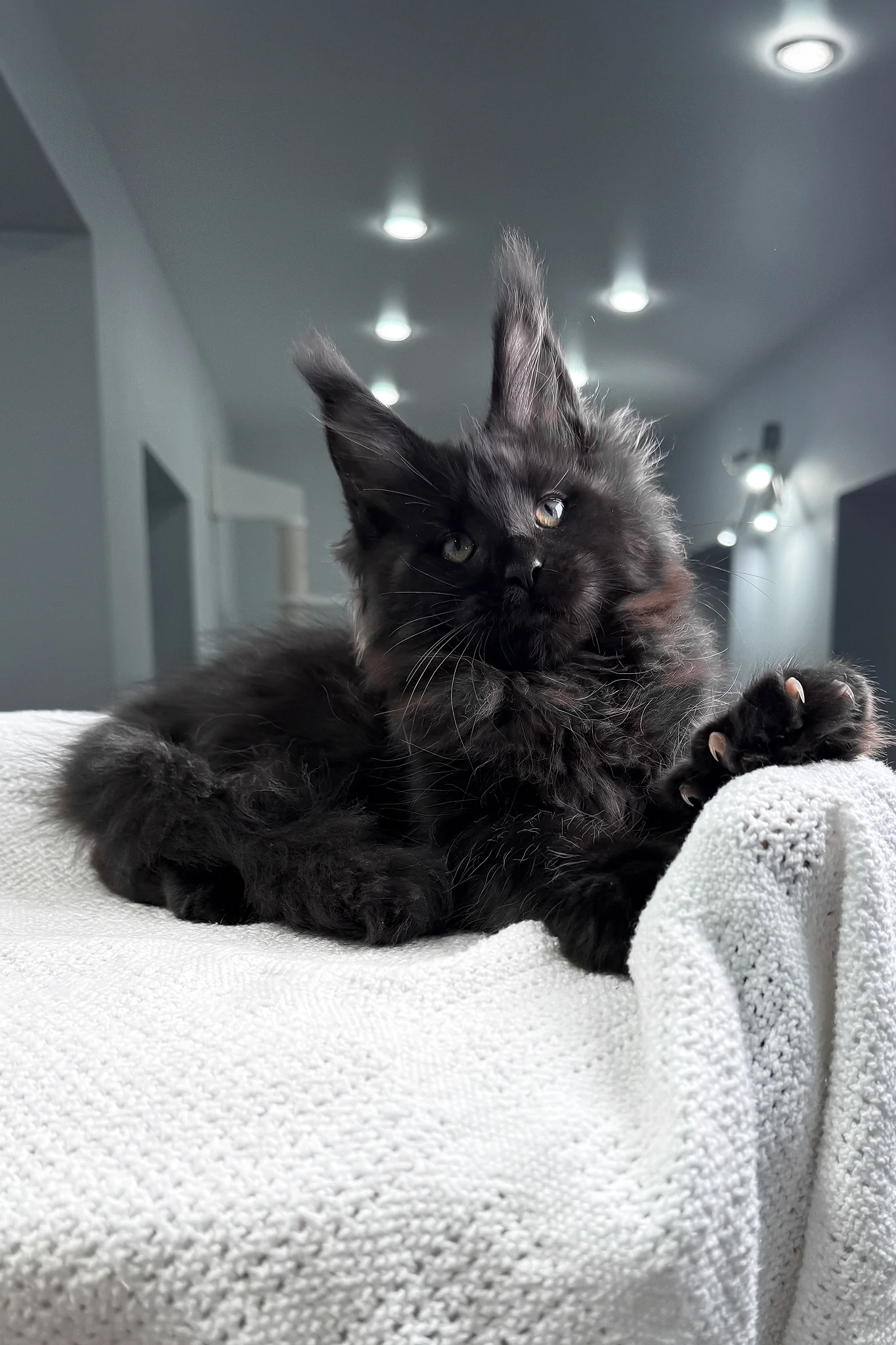 Questro | Maine Coon Kitten - Image 7
