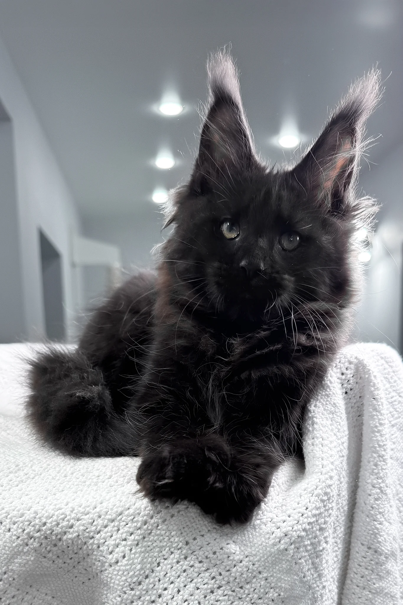 Questro | Maine Coon Kitten - Image 8