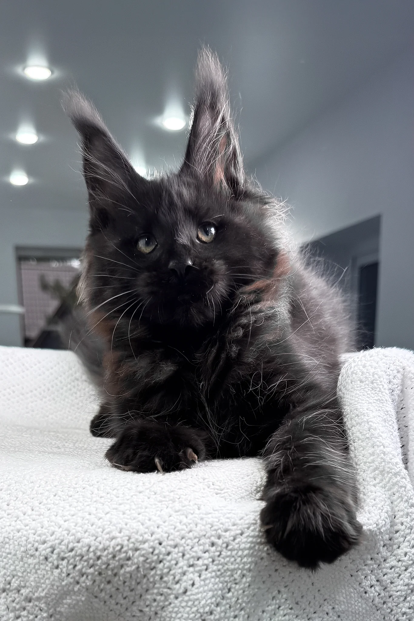 Questro | Maine Coon Kitten - Image 9