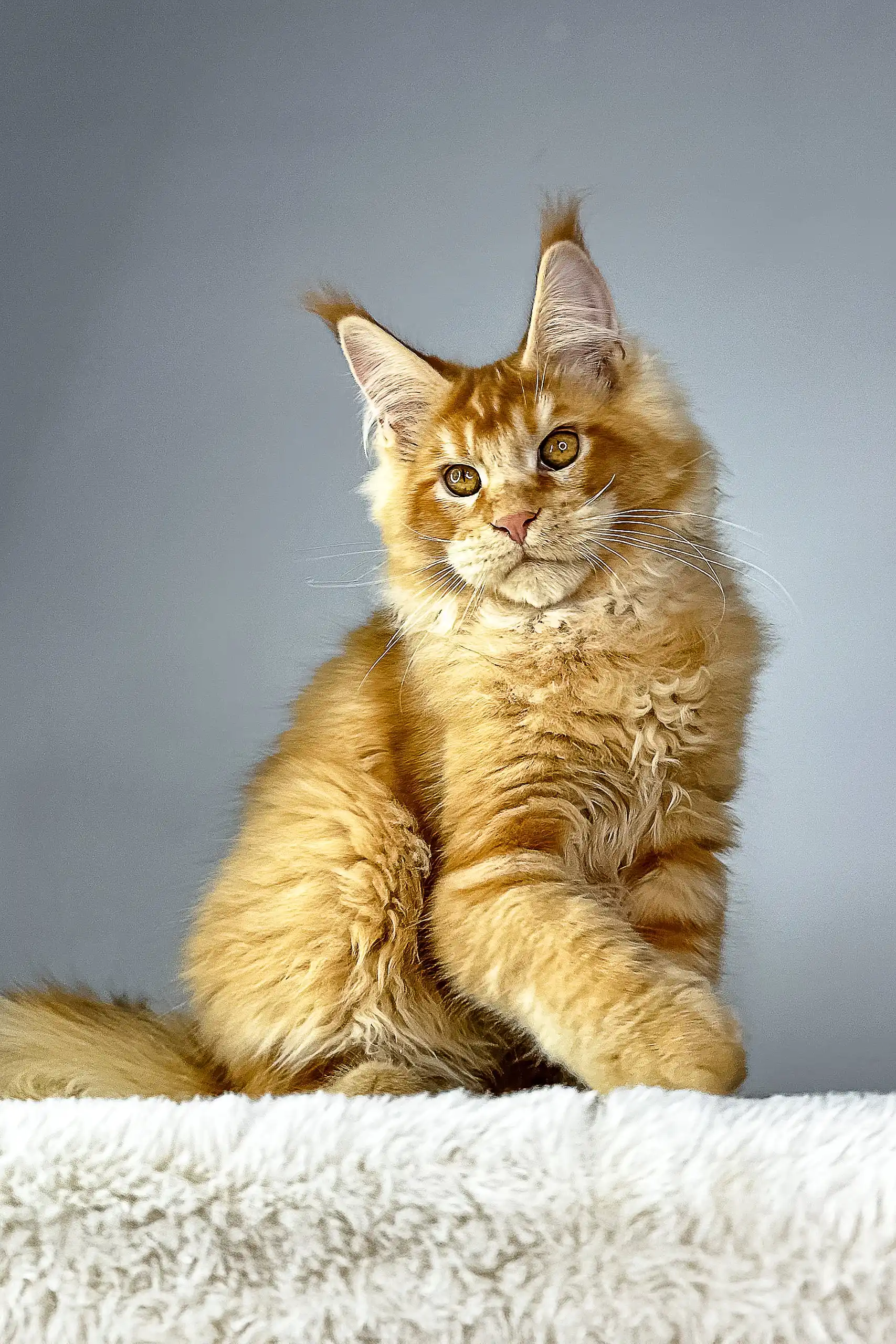 Quickstep | Maine Coon Kitten - Image 8