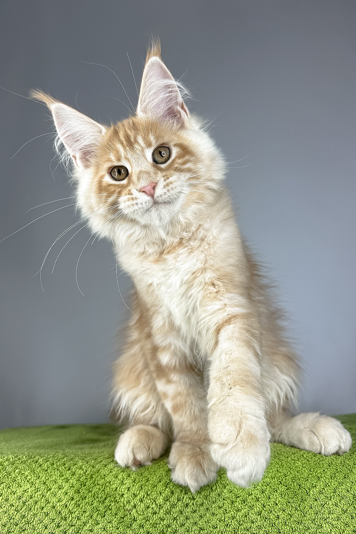 Quincy | Maine Coon Kitten - Image 2