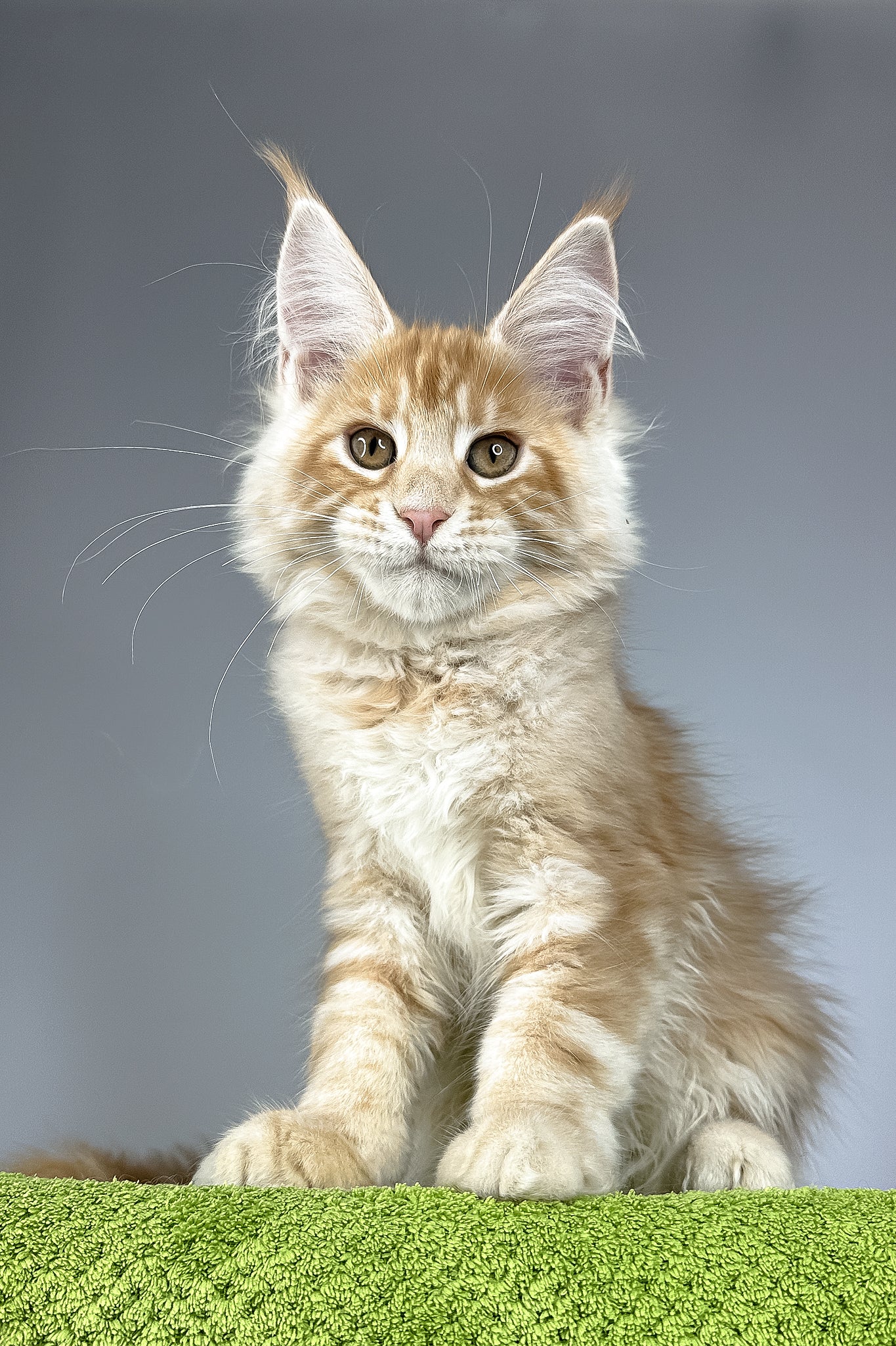 Quincy | Maine Coon Kitten - Image 5