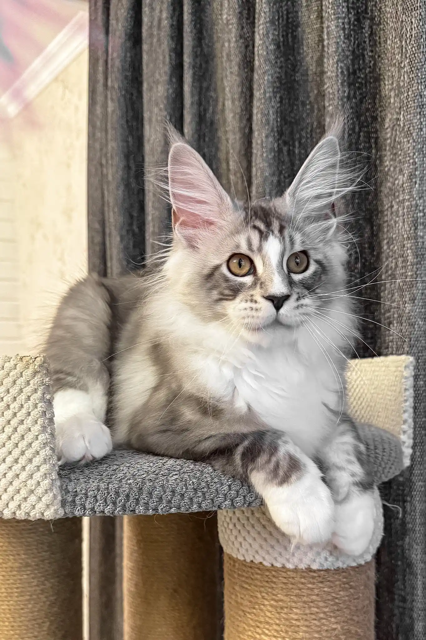 Rael | Maine Coon Kitten - Image 9
