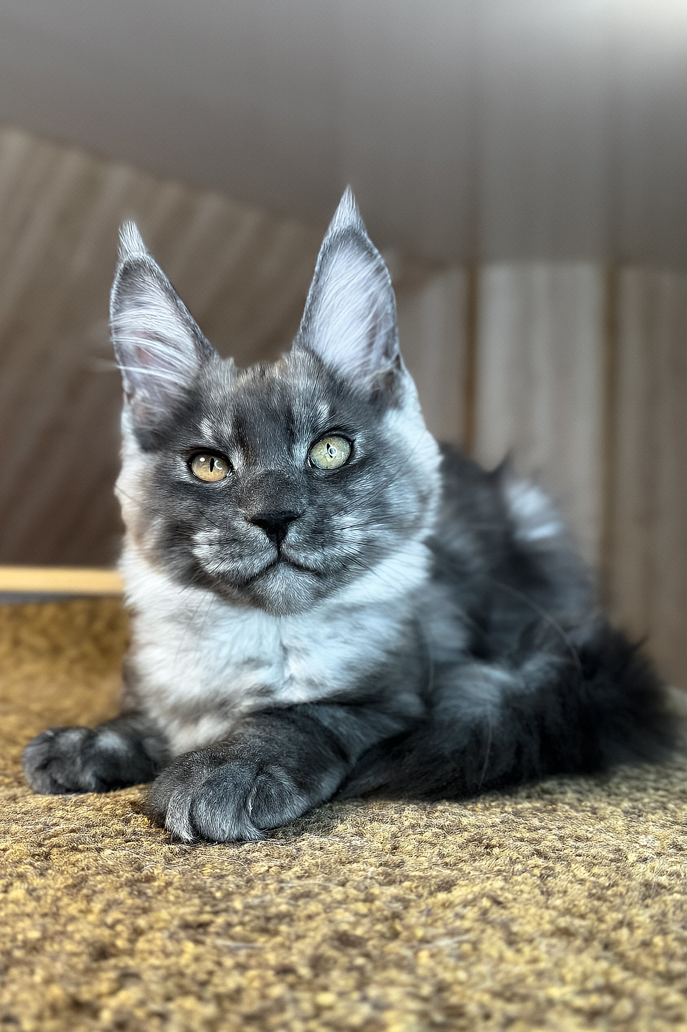 Rafik | Maine Coon Kitten - Image 5