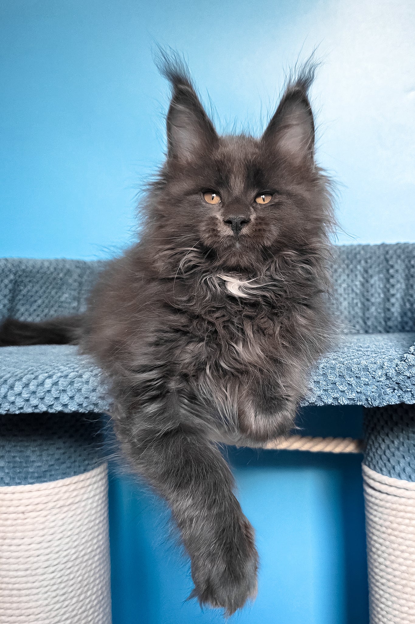 Rainer | Maine Coon Kitten - Image 11