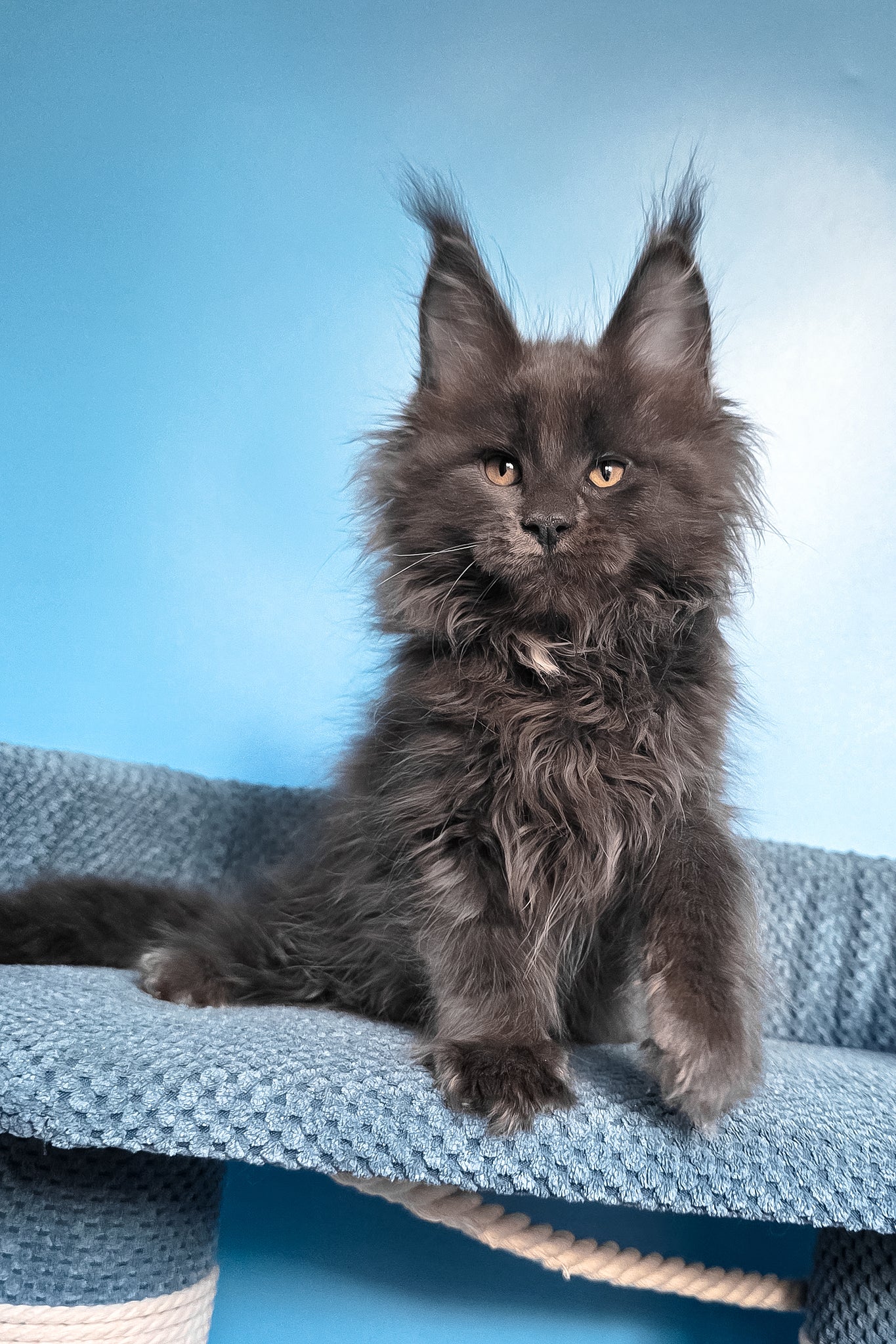 Rainer | Maine Coon Kitten - Image 2
