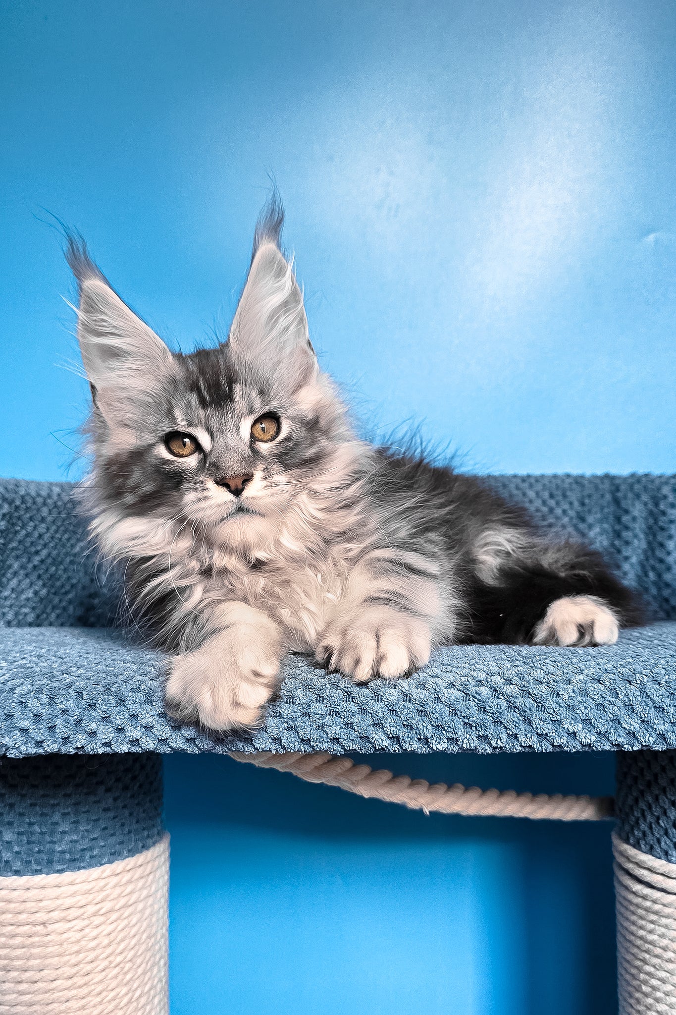Ram | Maine Coon Kitten - Image 11