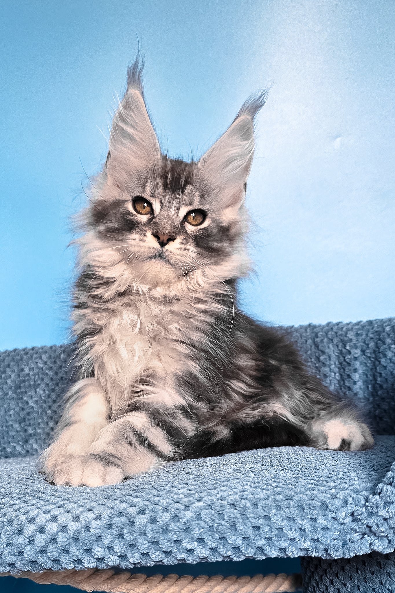 Ram | Maine Coon Kitten - Image 2