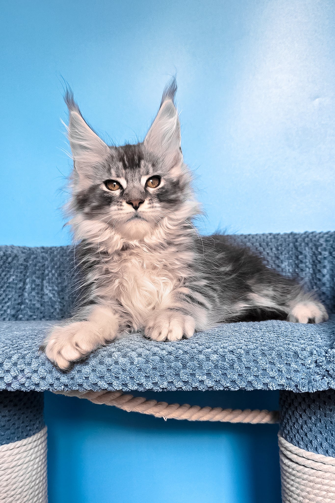 Ram | Maine Coon Kitten - Image 4