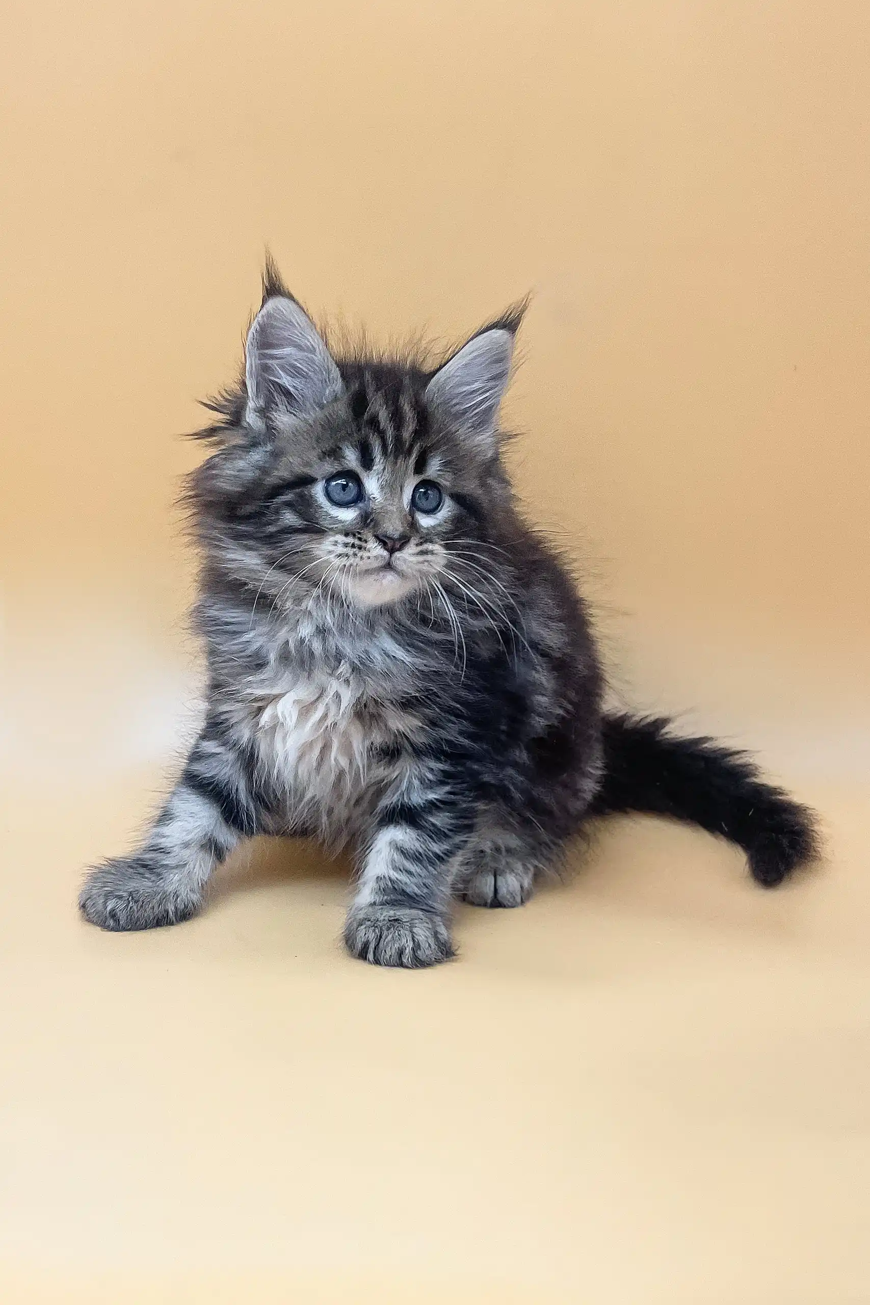 Ramses | Maine Coon Kitten - Image 6