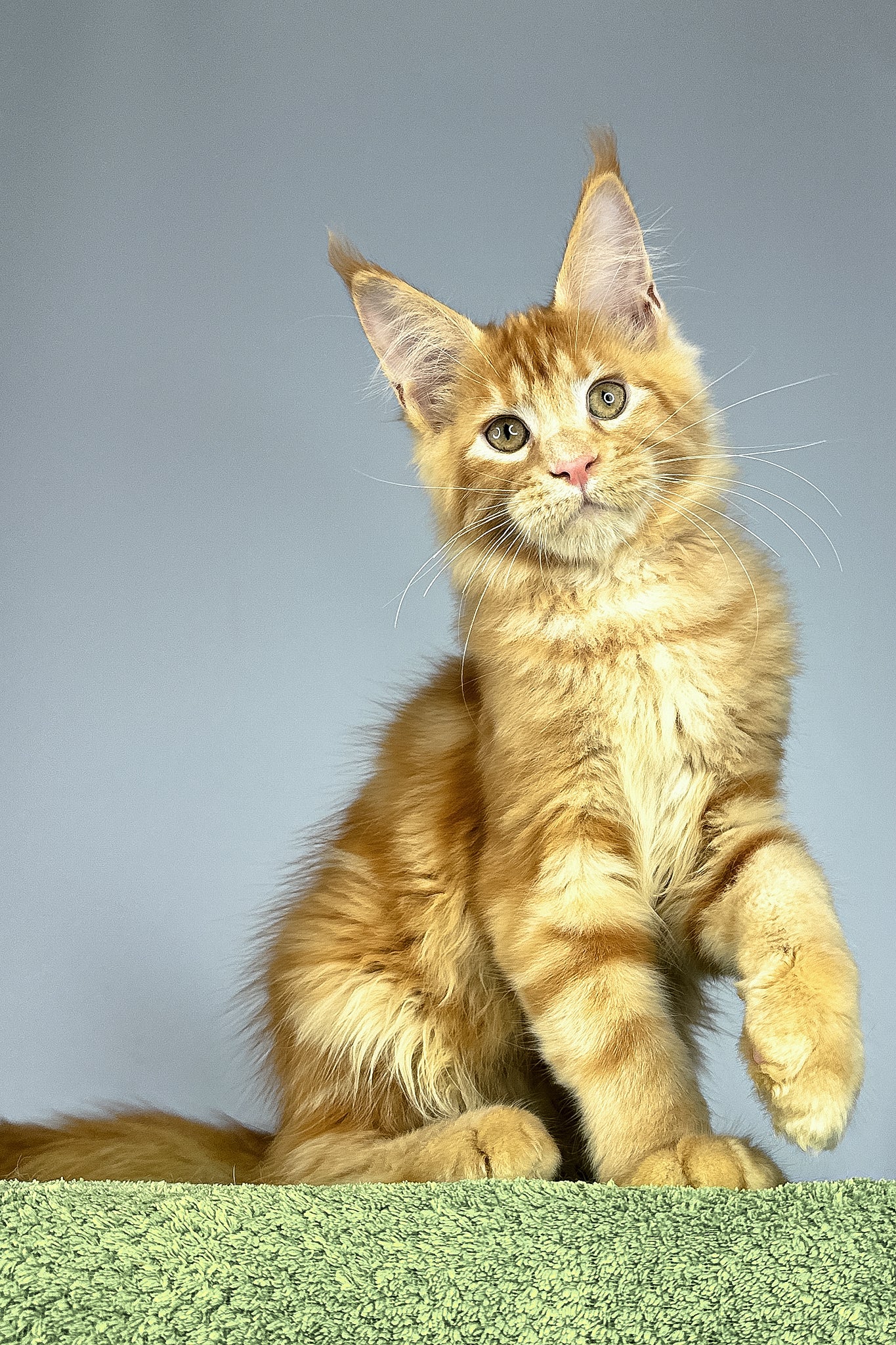 Ramses | Maine Coon Kitten - Image 3