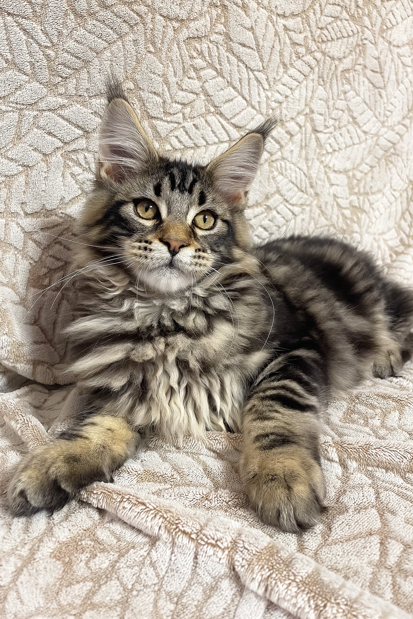 Raphael | Maine Coon Kitten - Image 7