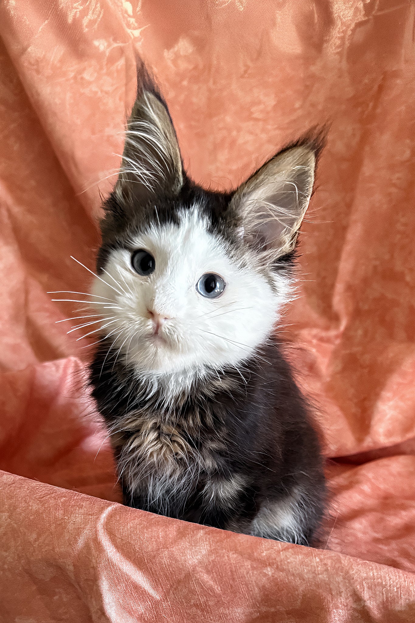 Ravyen | Maine Coon Kitten - Image 8