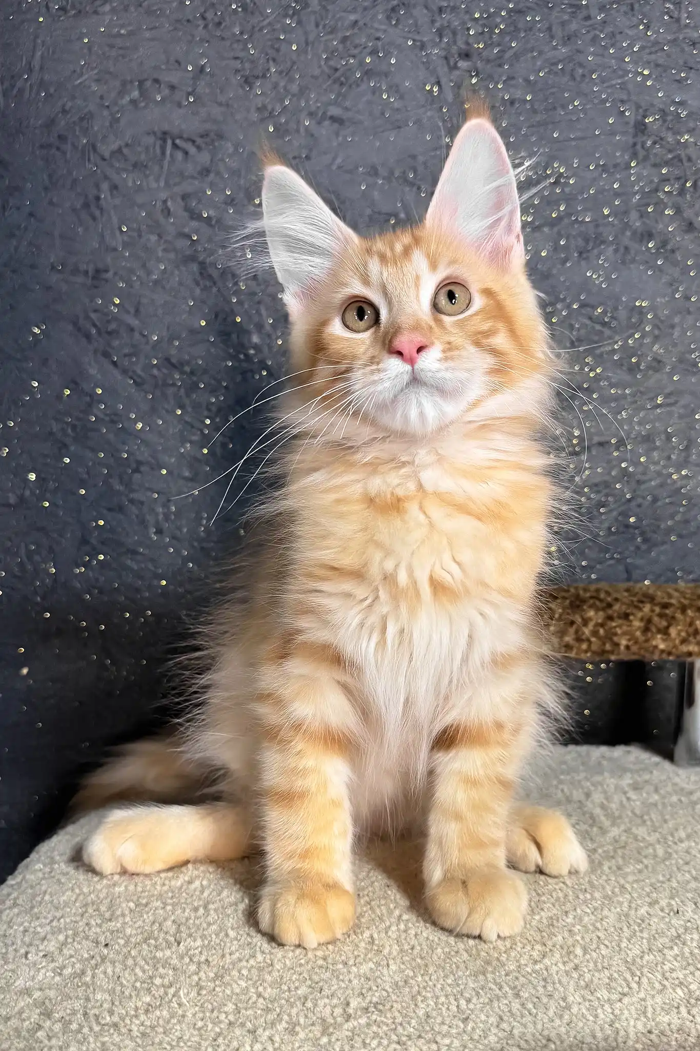 Ray | Maine Coon Kitten - Image 2