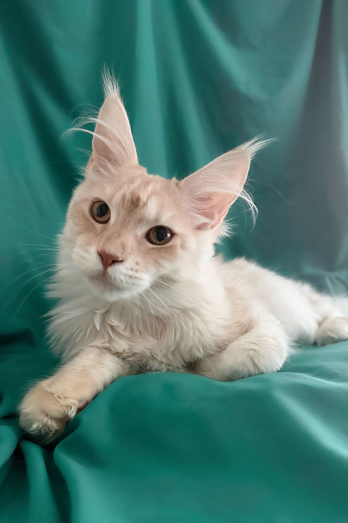 Richard | Maine Coon Kitten - Image 3