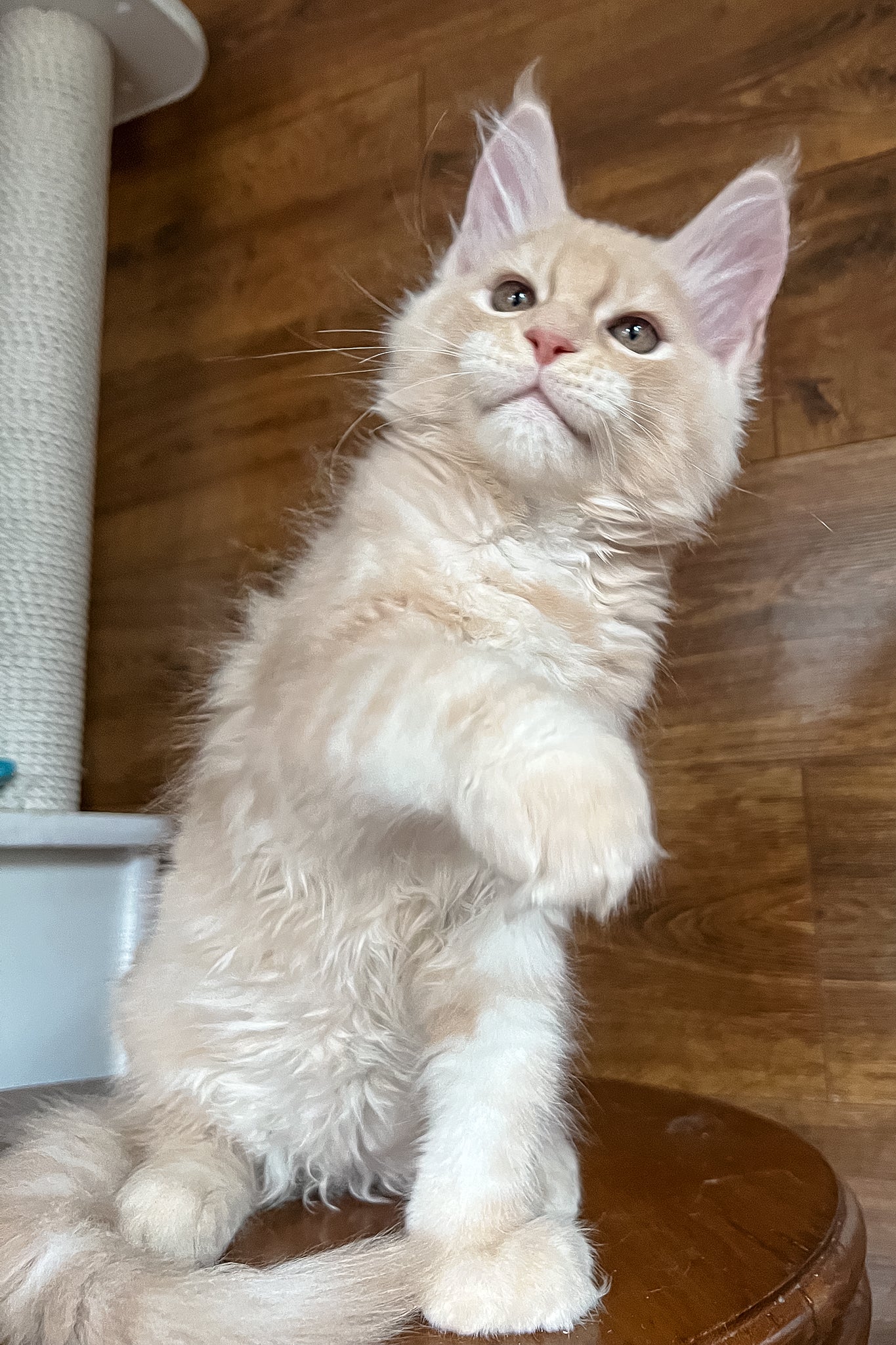 Richi | Maine Coon Kitten - Image 3