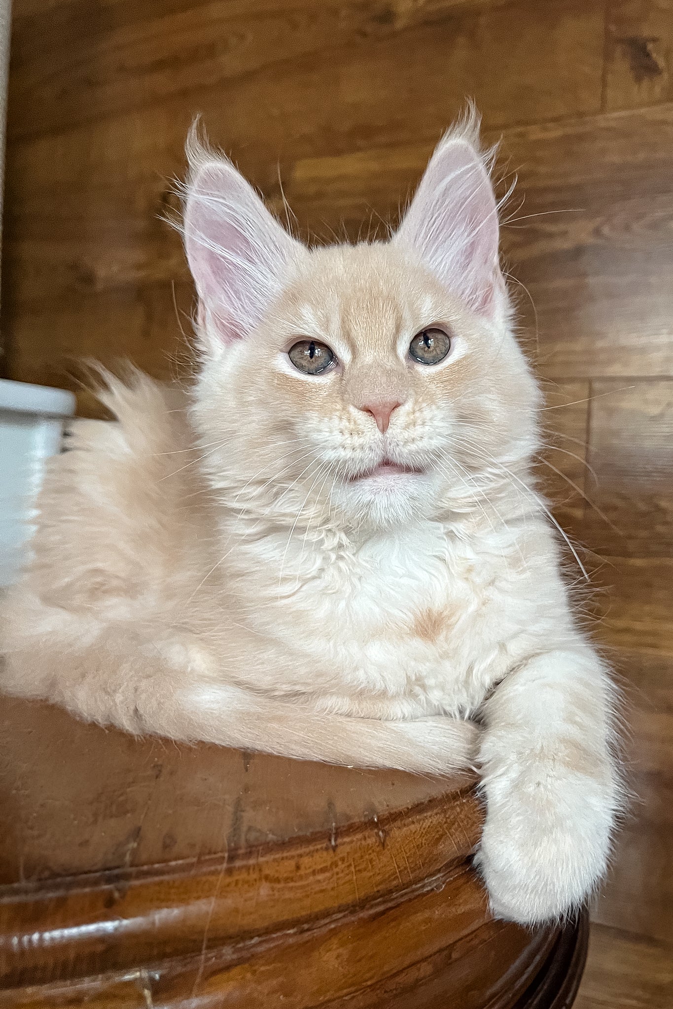 Richi | Maine Coon Kitten - Image 5