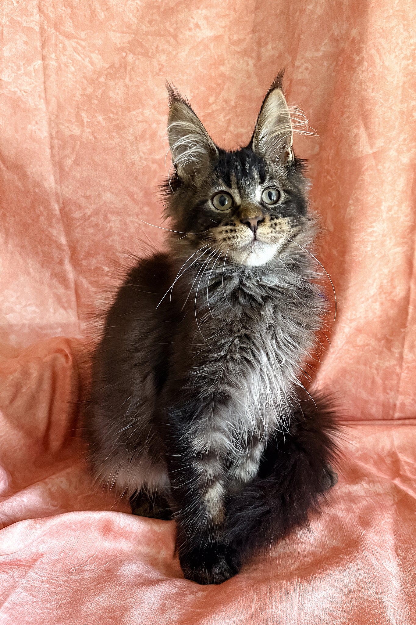 Richie | Polydactyl Maine Coon Kitten - Image 7