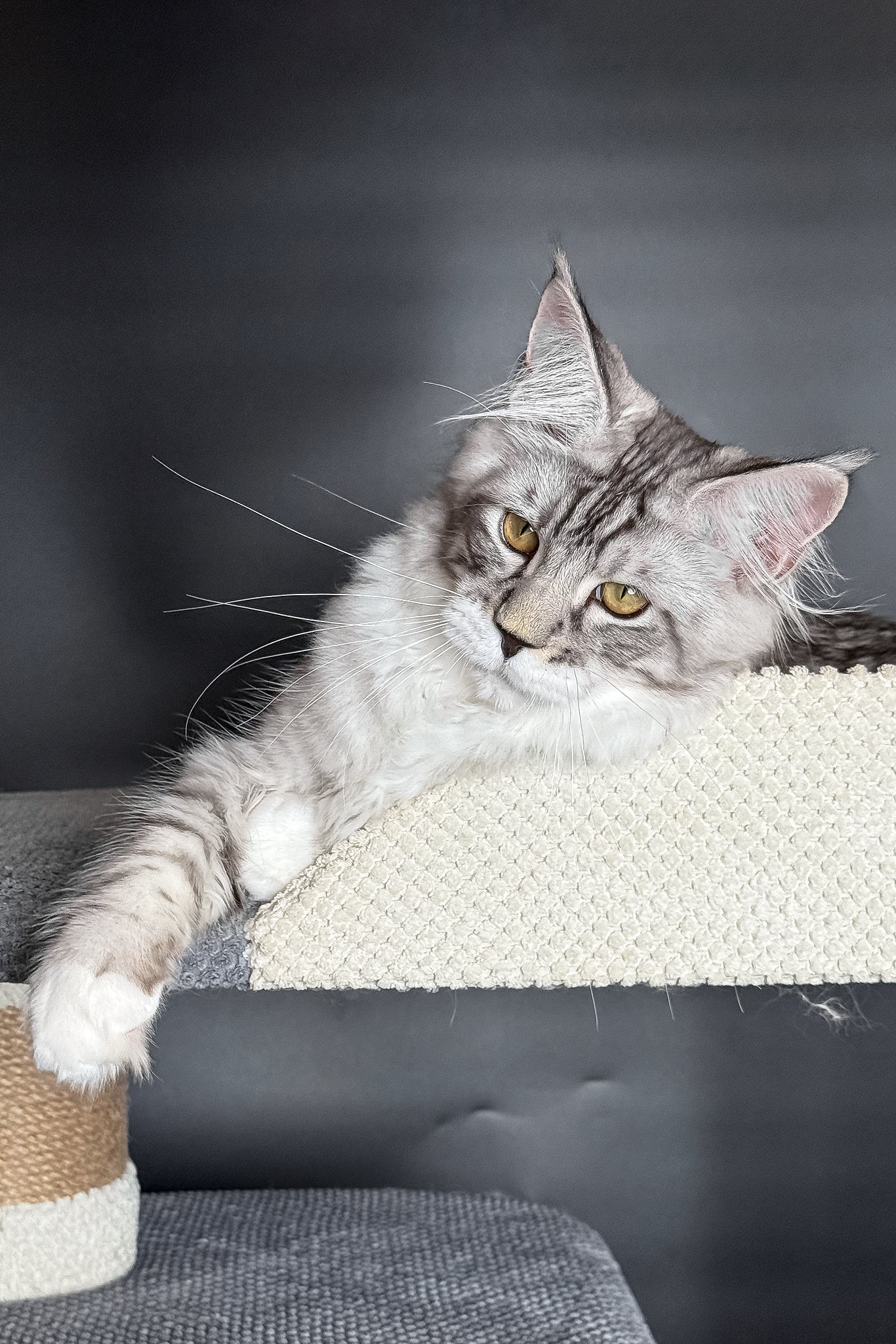 Rico | Maine Coon Kitten - Image 5