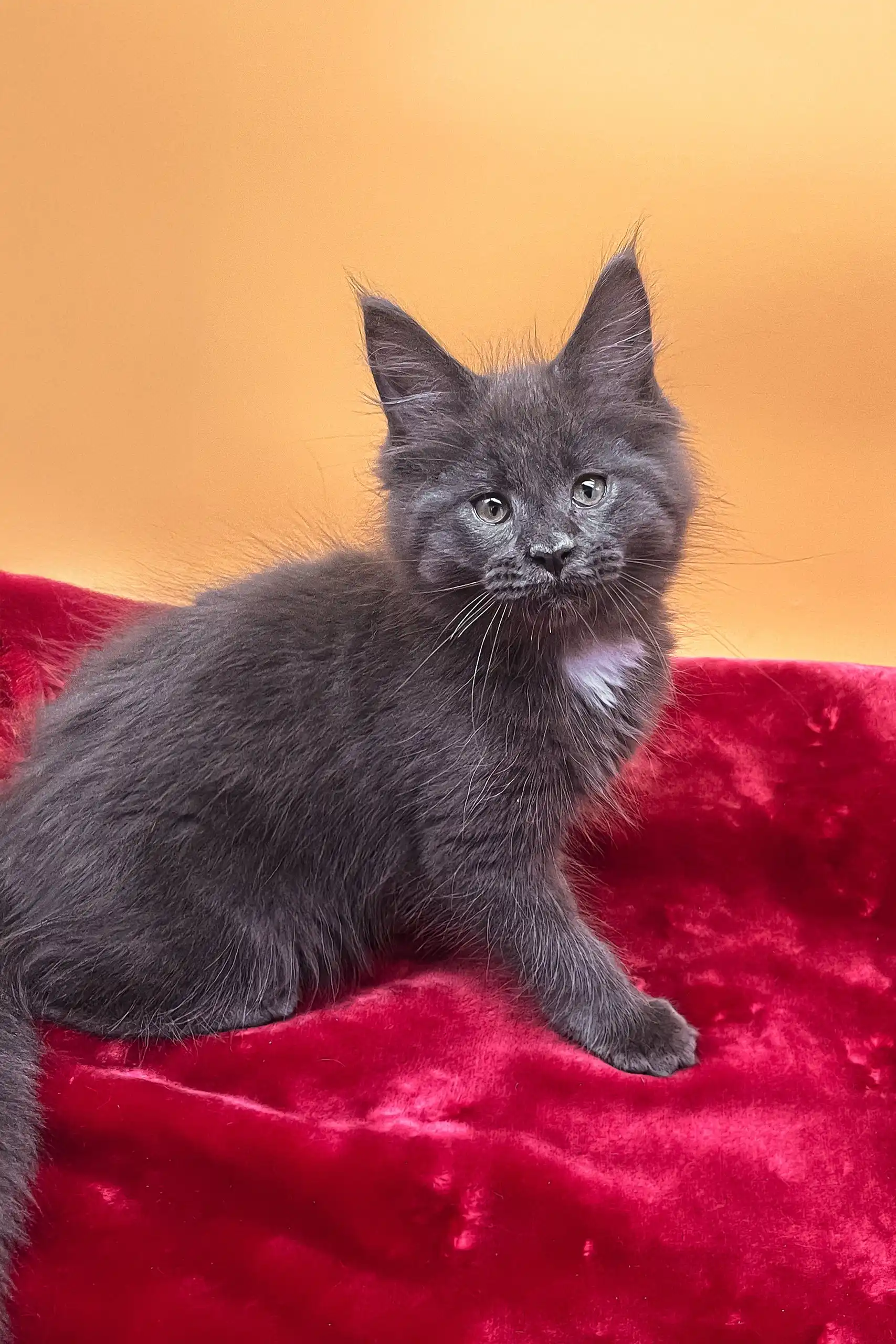 Riko | Maine Coon Kitten - Image 5