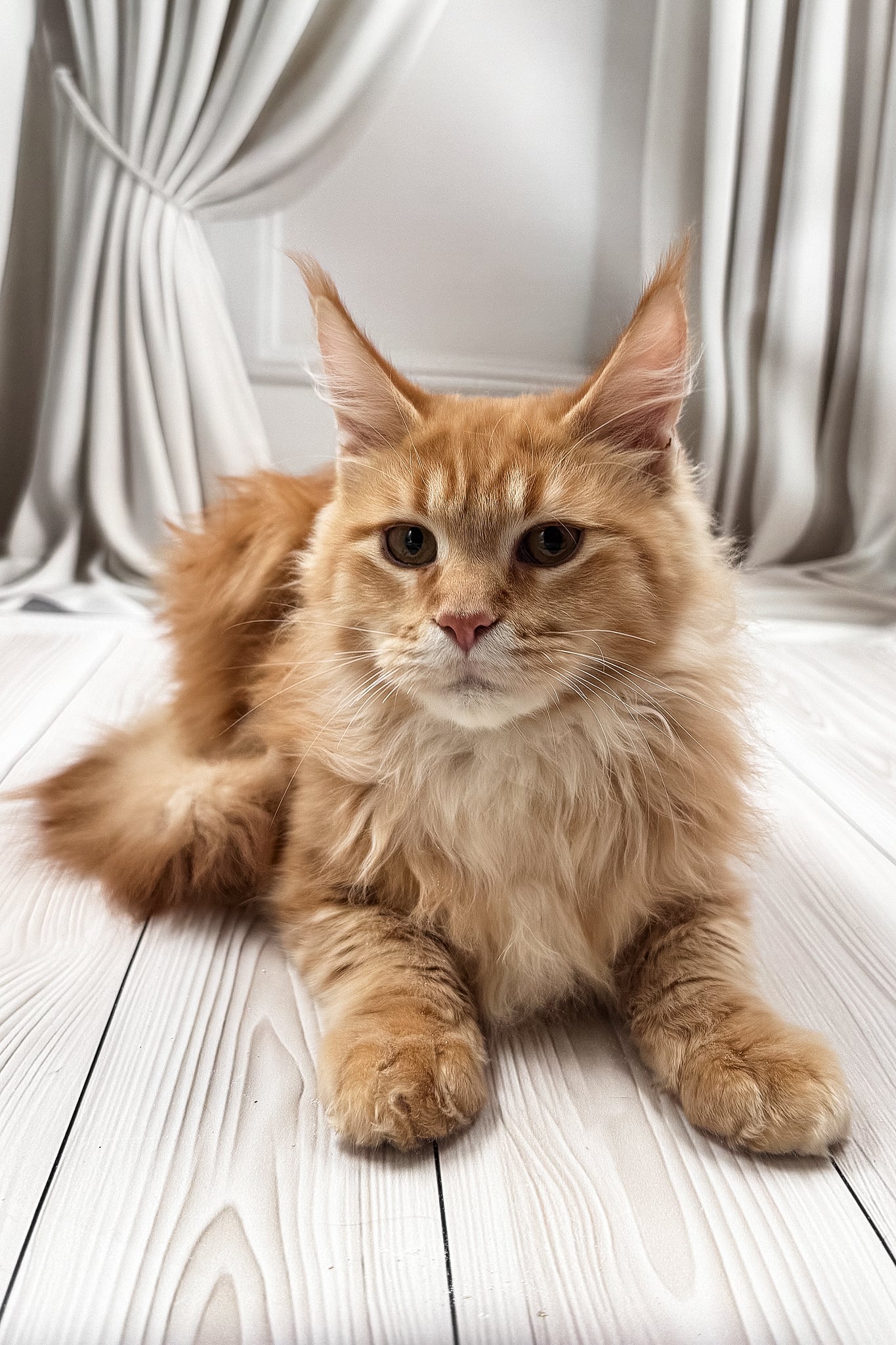 Rim | Maine Coon Kitten - Image 5