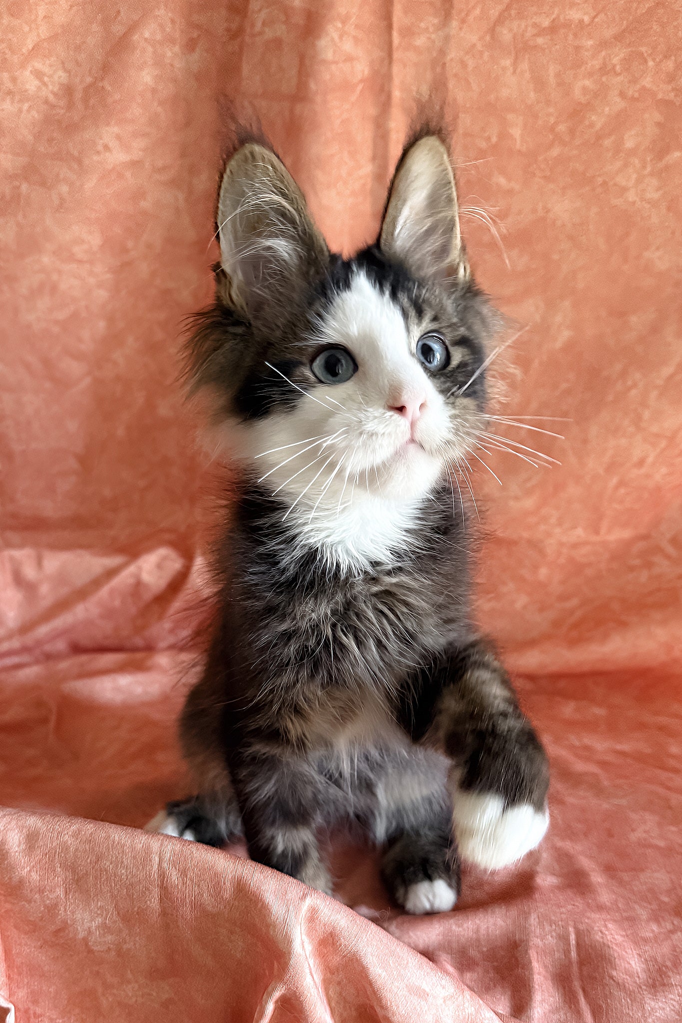 Rivyen | Maine Coon Kitten - Image 7