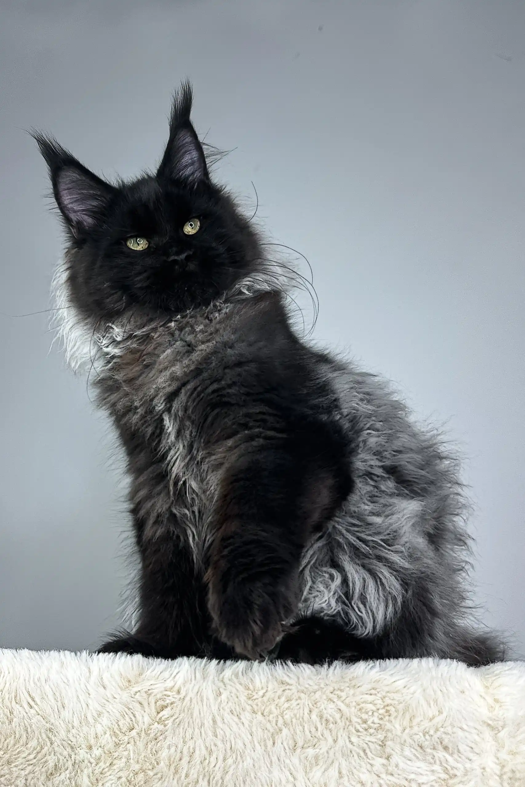 Robert | Maine Coon Kitten - Image 5