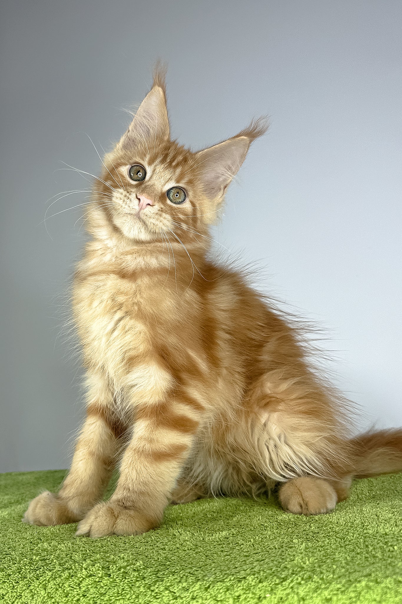 Robinson | Maine Coon Kitten - Image 3