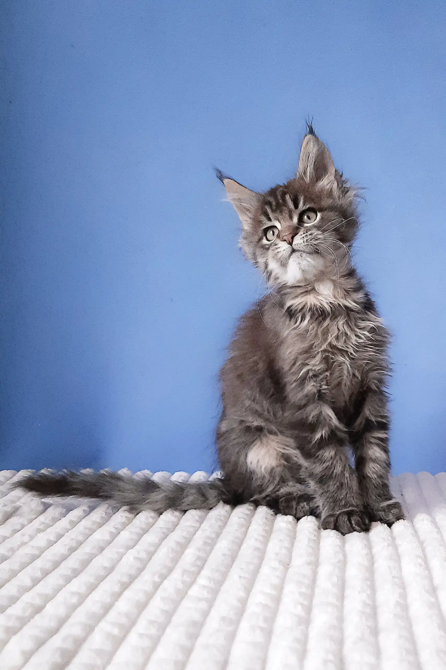Romario | Maine Coon Kitten - Image 6