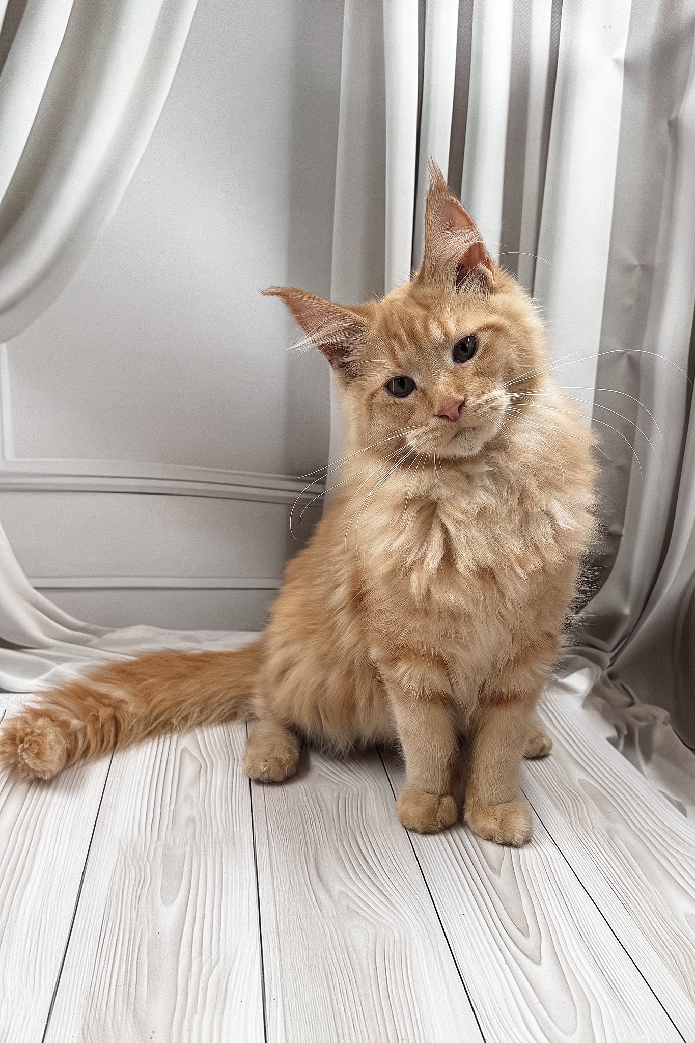 Ron | Maine Coon Kitten - Image 3