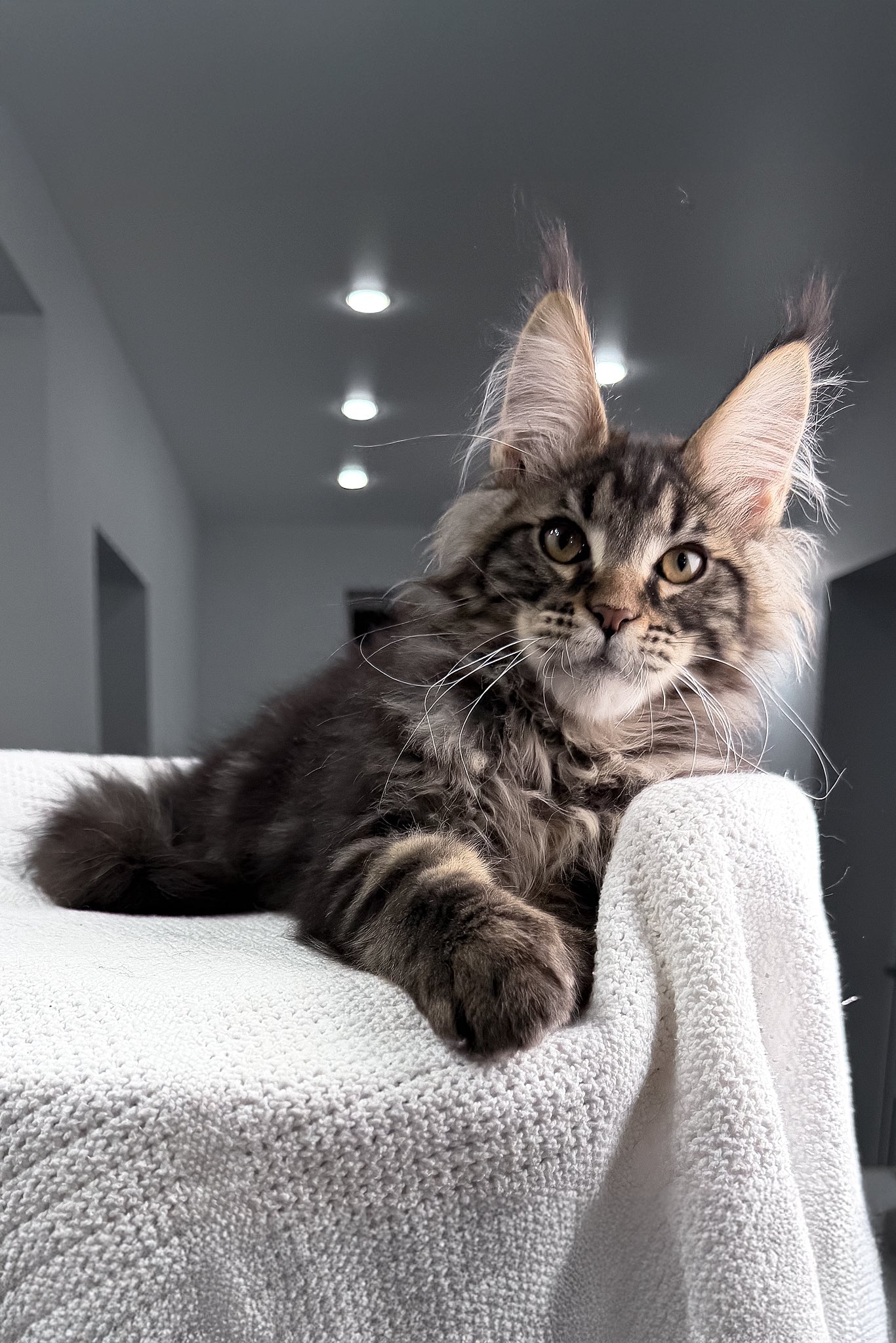 Roter | Maine Coon Kitten - Image 4