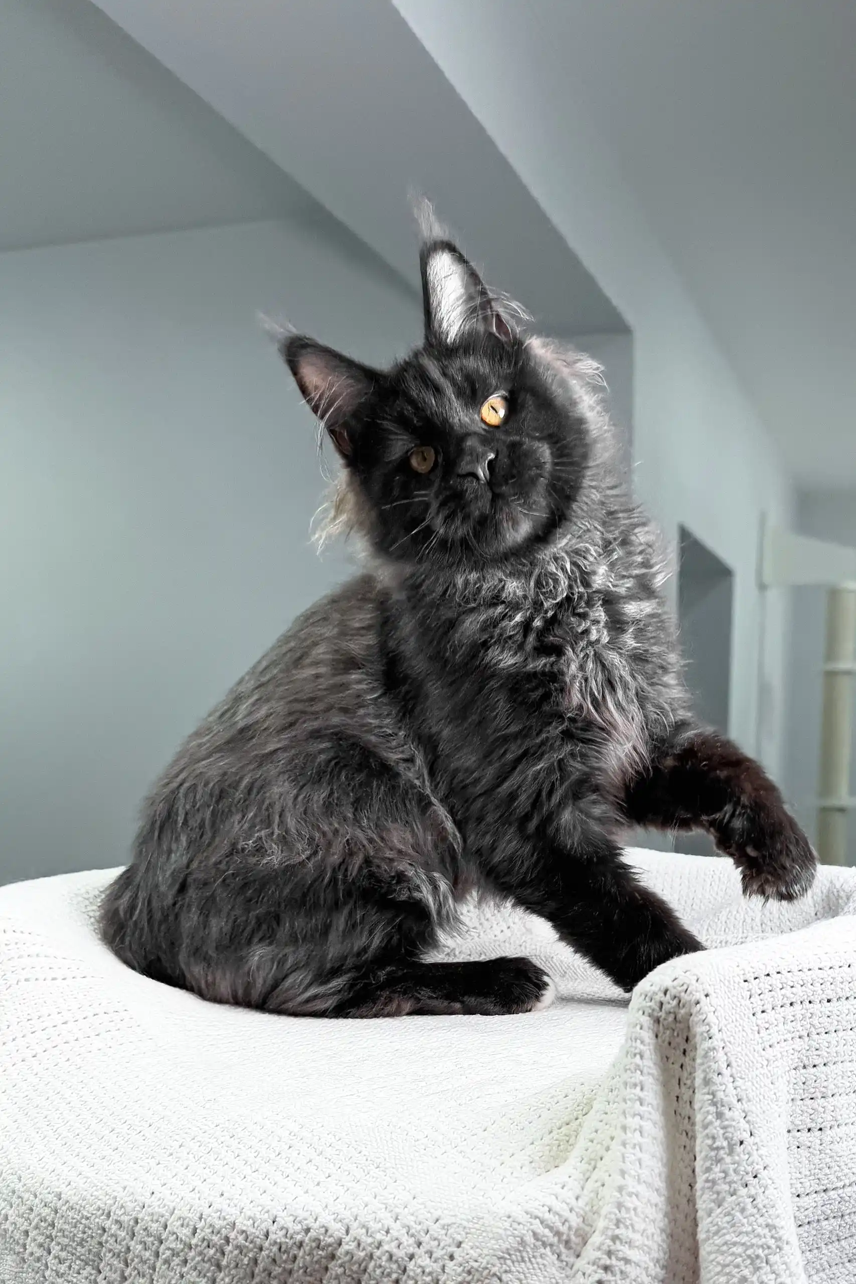Royal | Maine Coon Kitten - Image 8